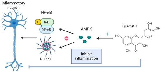 IJMS | Free Full-Text | The Potential Benefits of Quercetin for Brain ...