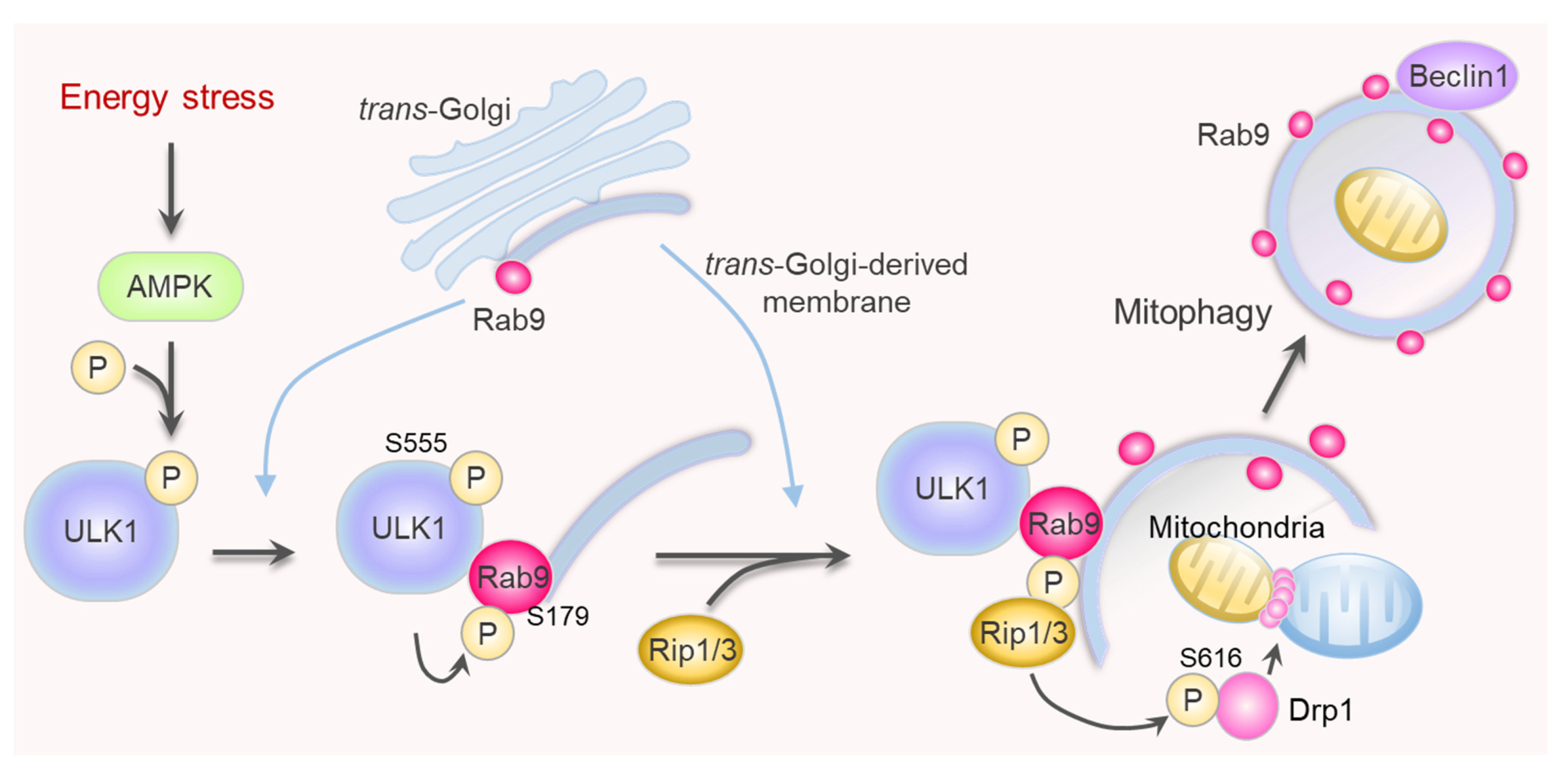 Ijms 24 06362 g003 Ijms 24 06362 g003