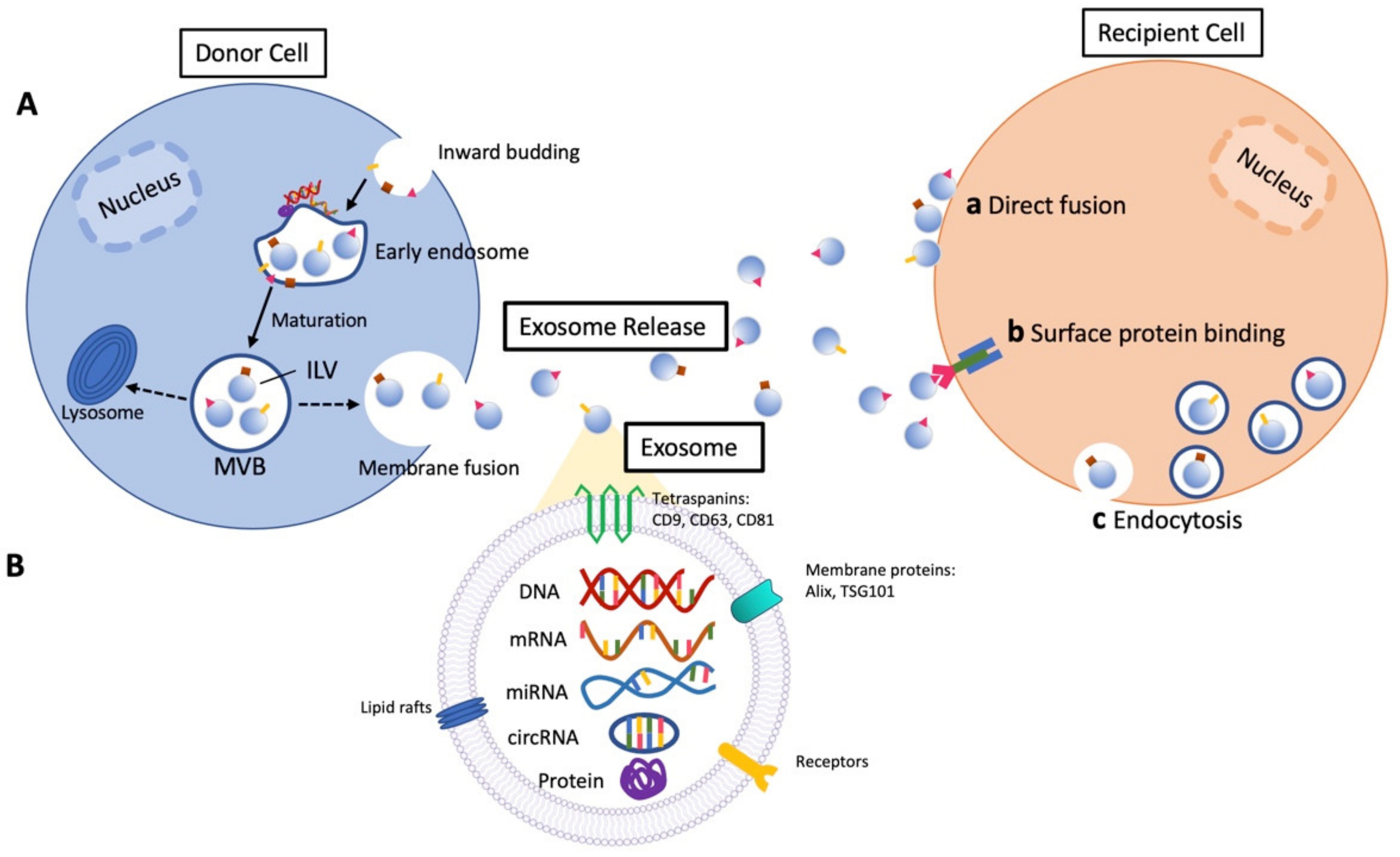 IJMS | Free Full-Text | Salivary Exosomes in Health and Disease: Future  Prospects in the Eye
