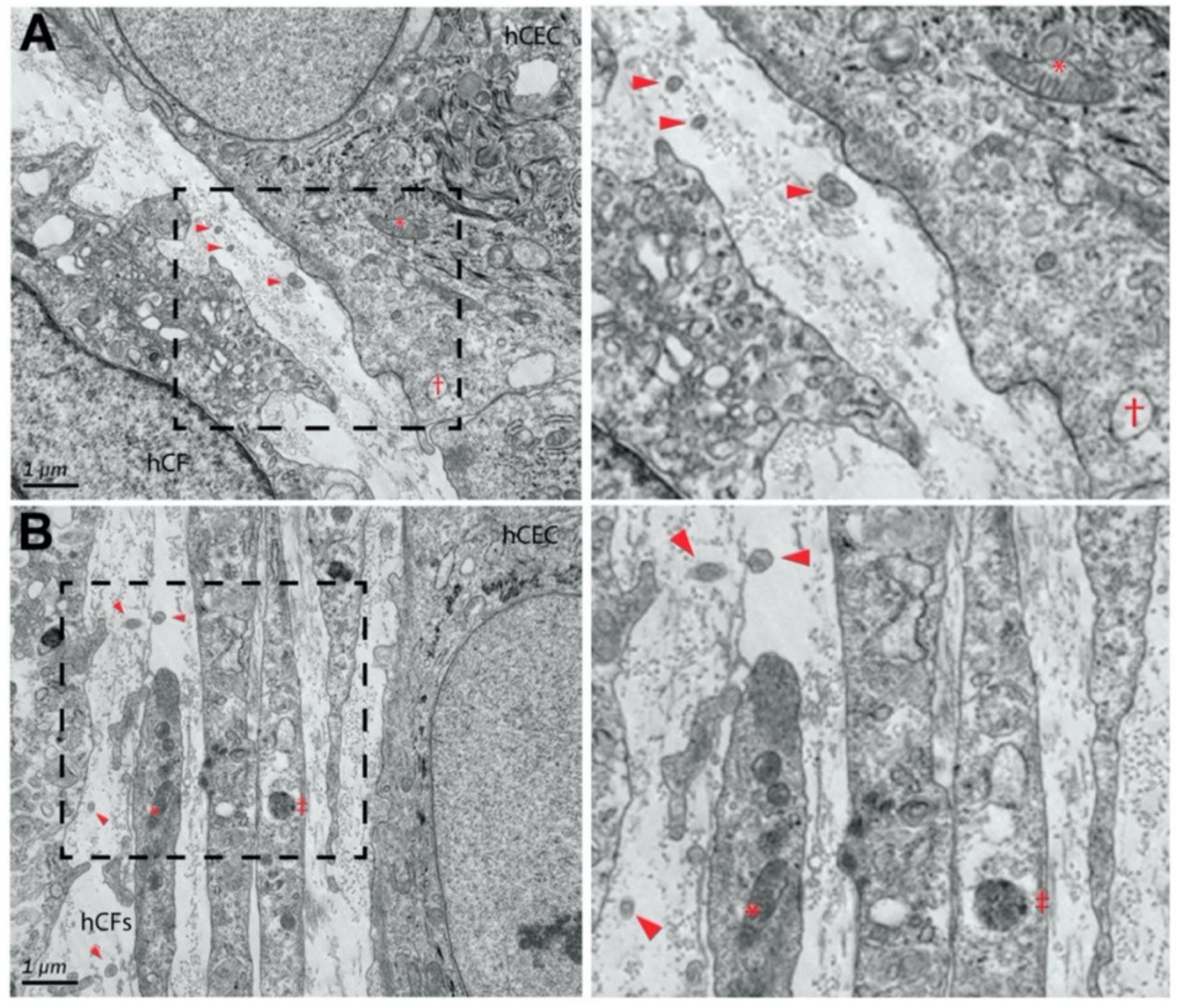 Ijms 24 06363 g004 Ijms 24 06363 g004