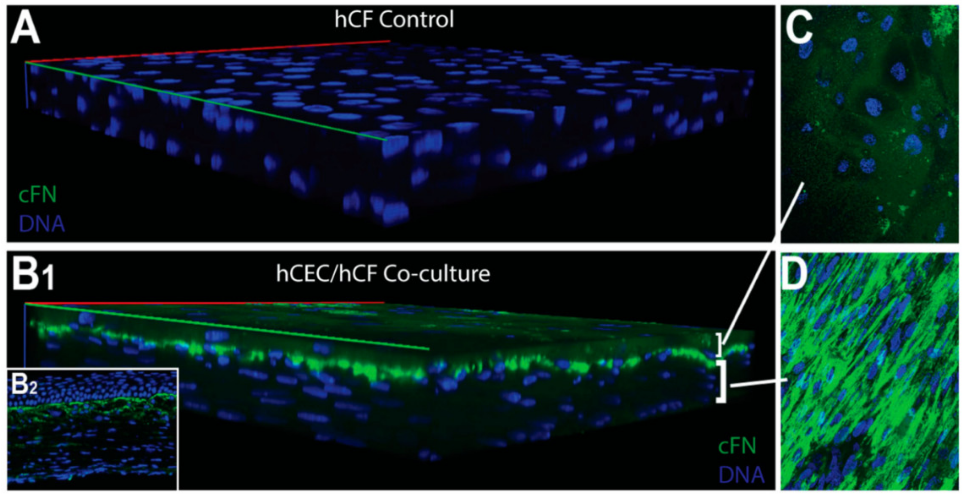 Ijms 24 06363 g007 Ijms 24 06363 g007