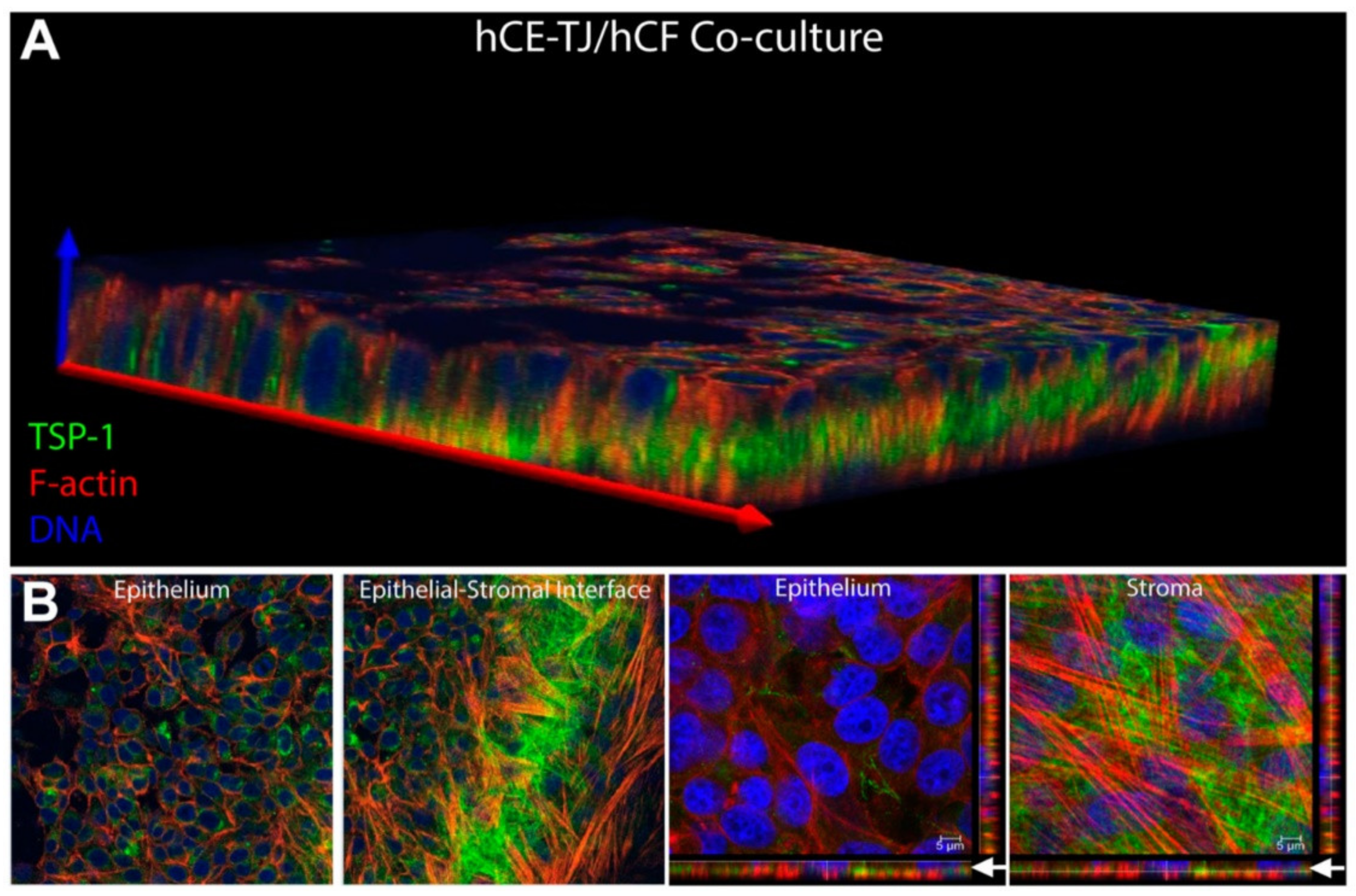 Ijms 24 06363 g009 Ijms 24 06363 g009