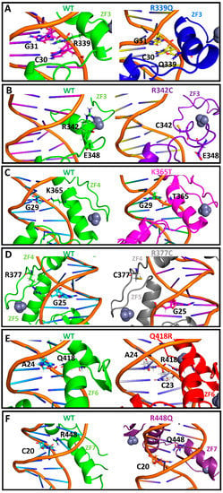 Effect Of Single Residue Mutations On Ctcf Binding To Dna Insights From Molecular Dynamics