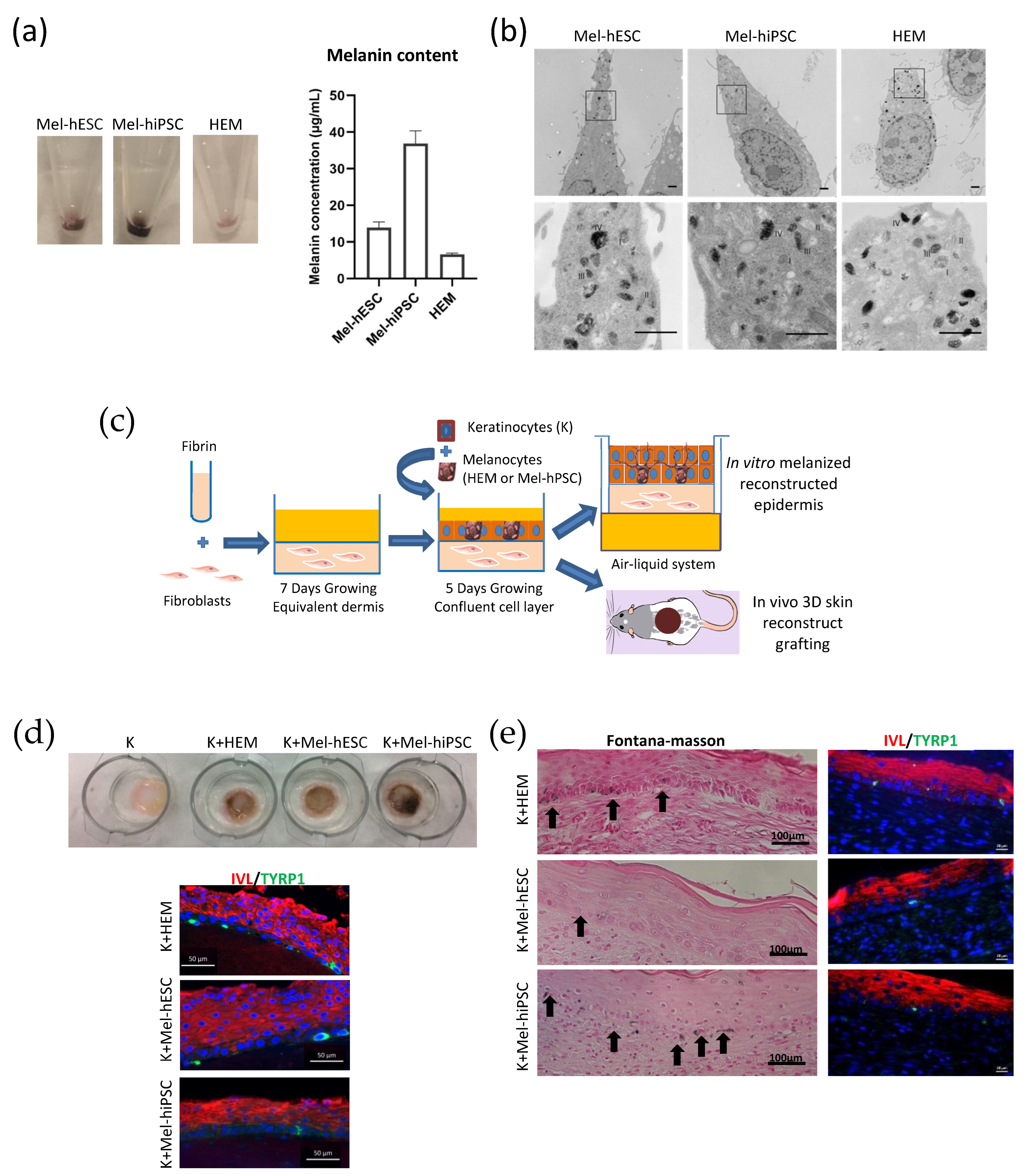 Ijms 24 06398 g002 Ijms 24 06398 g002