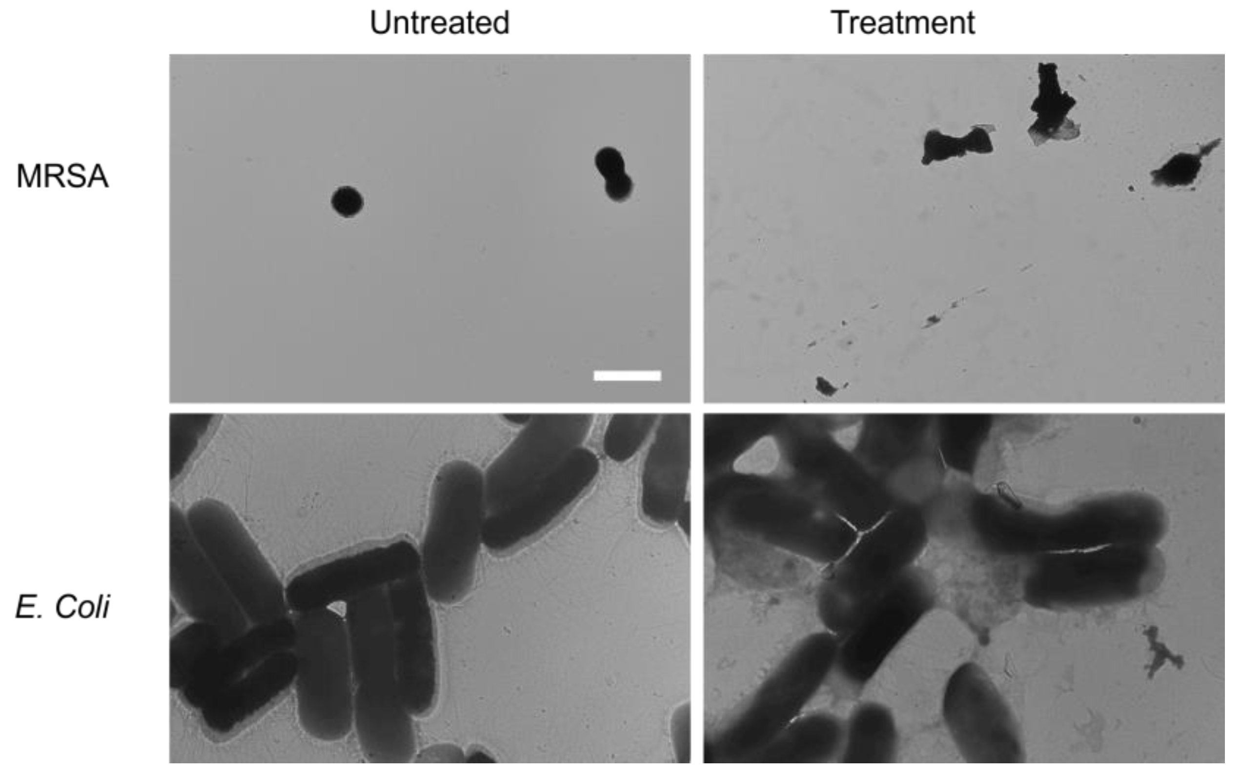 Ijms 24 06407 g005 Ijms 24 06407 g005