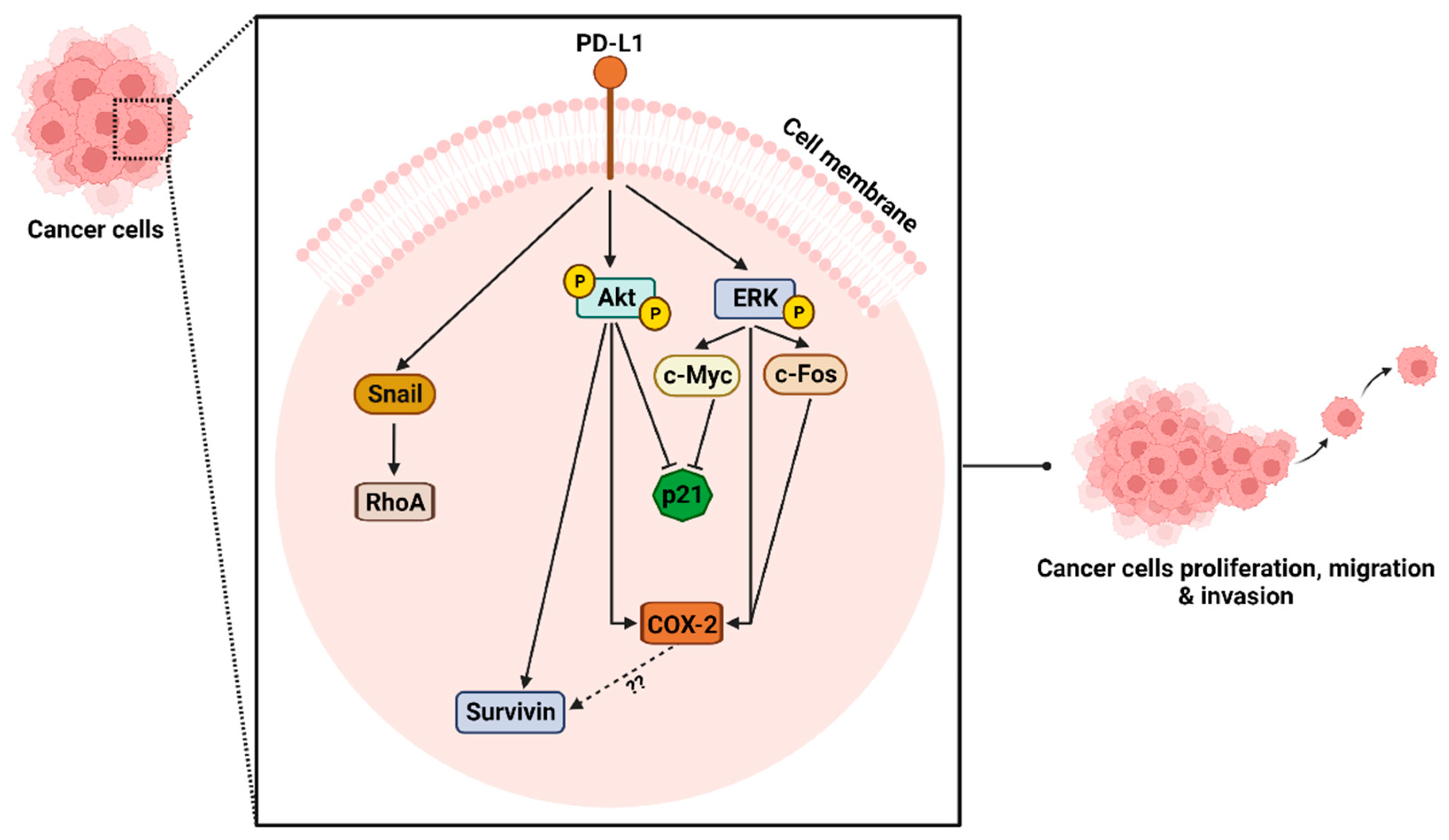 Ijms 24 06420 g010 Ijms 24 06420 g010