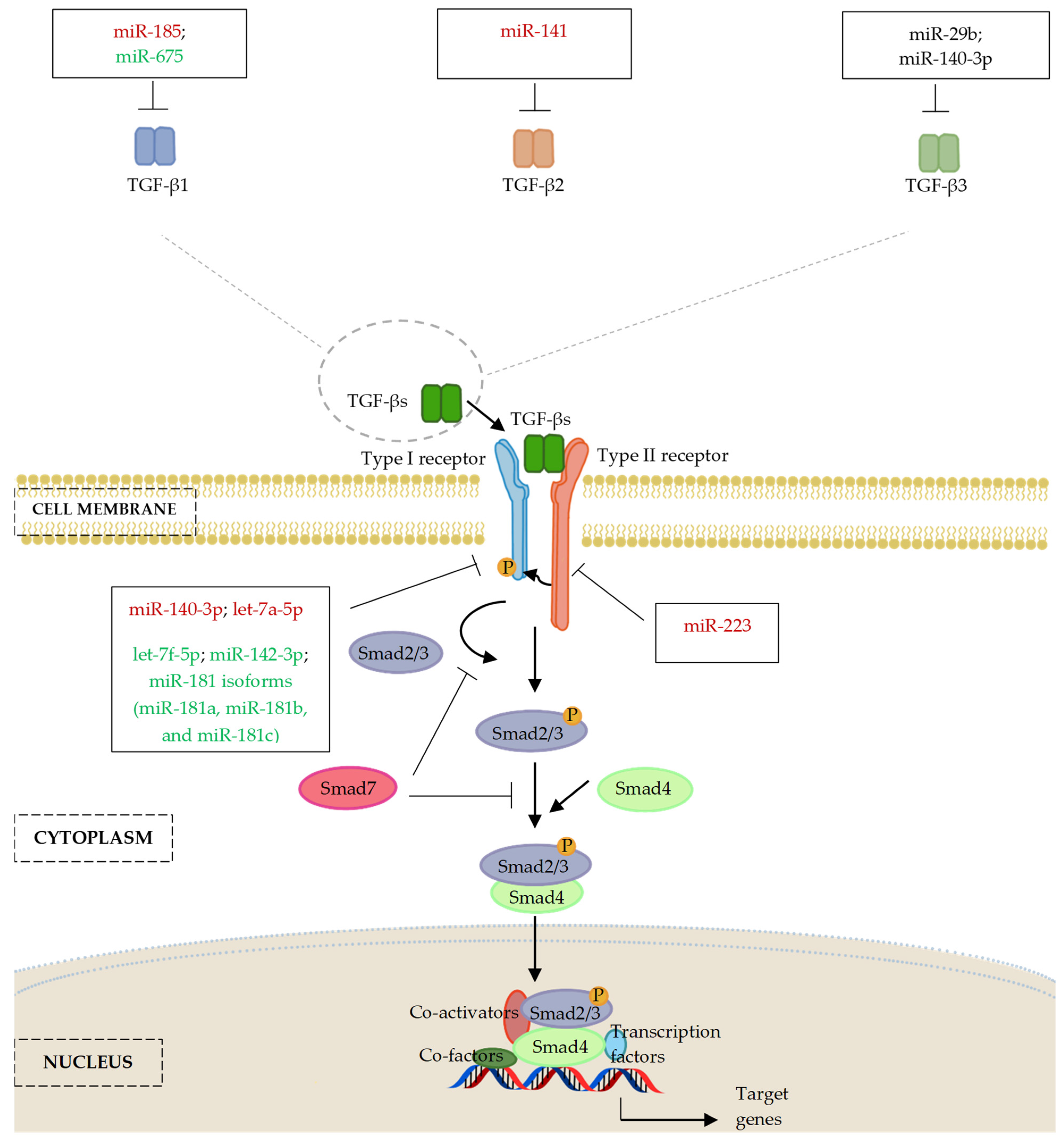 Ijms 24 06423 g003 Ijms 24 06423 g003