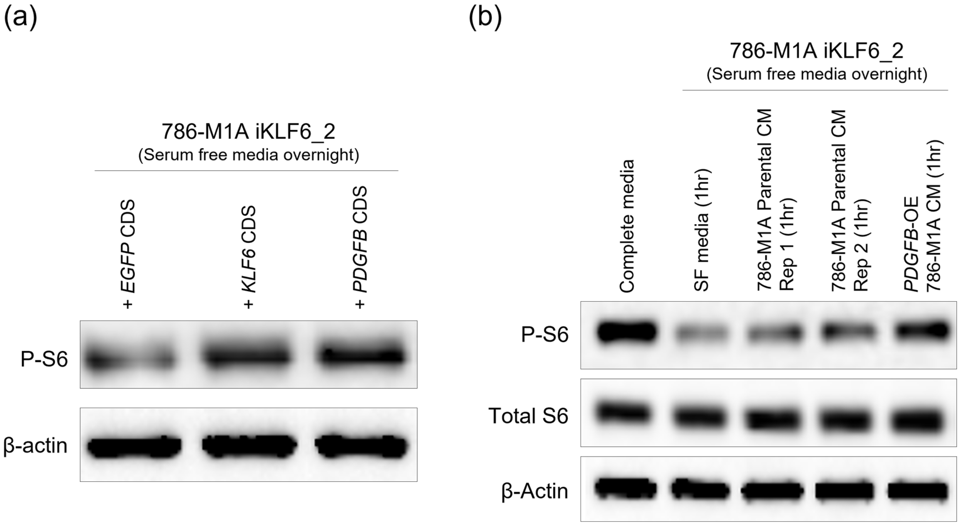 Ijms 24 06447 g005 Ijms 24 06447 g005