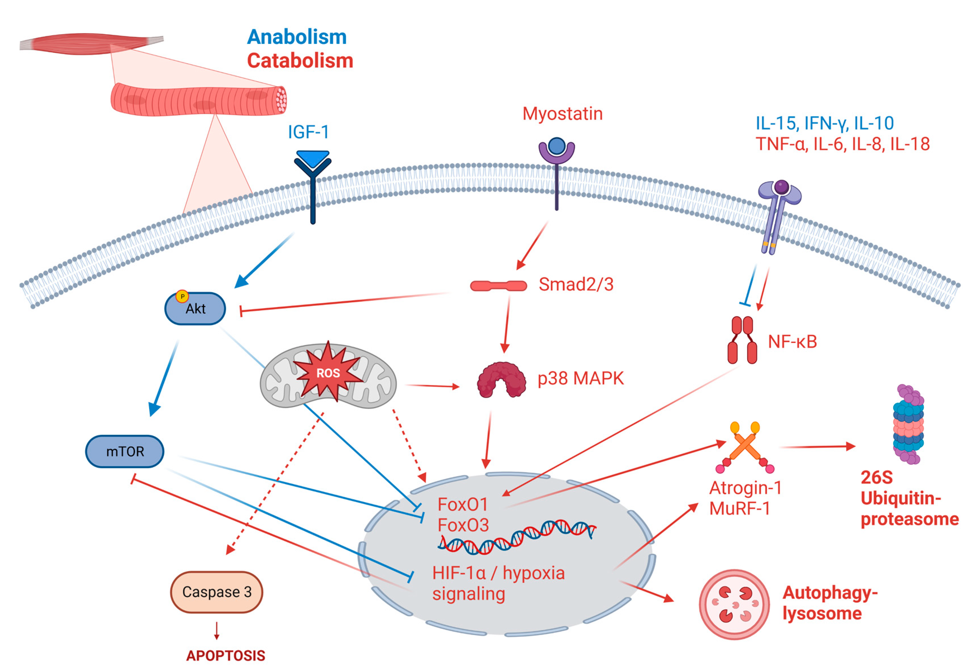 Ijms 24 06454 g002 Ijms 24 06454 g002
