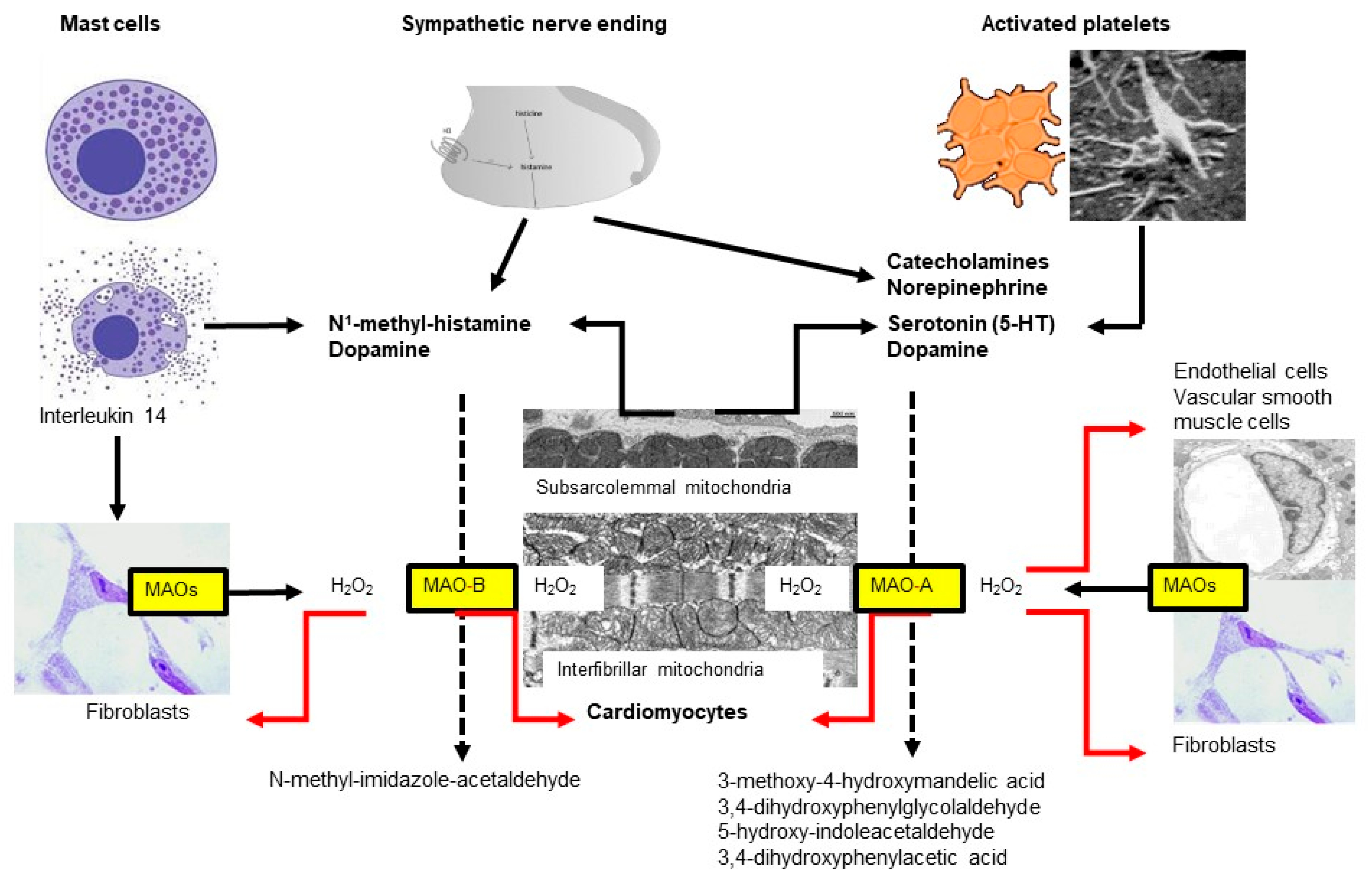 Ijms Free Full Text Importance Of Mitochondria In Cardiac Pathologies Focus On Uncoupling 7230