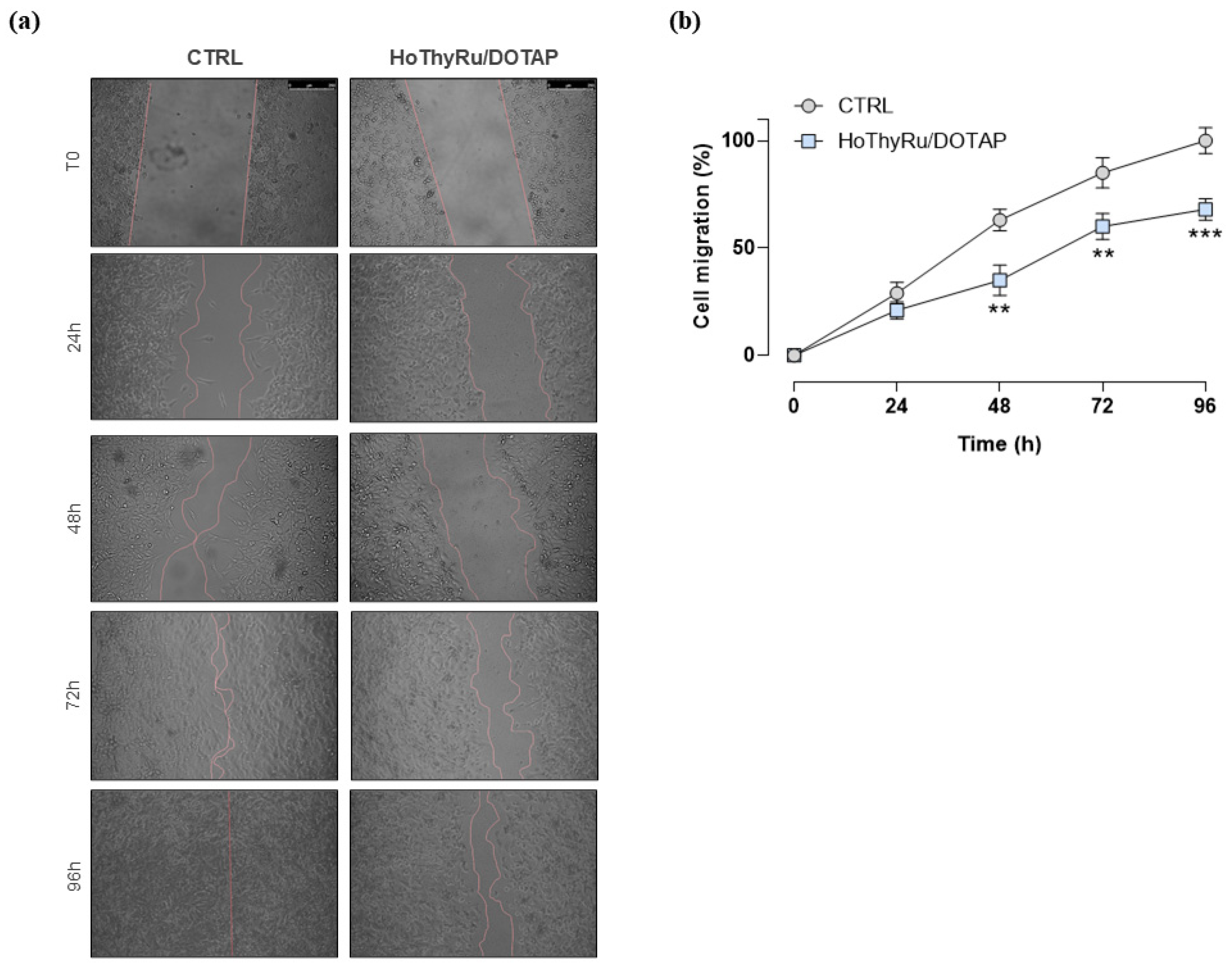 Ijms 24 06473 g007 Ijms 24 06473 g007