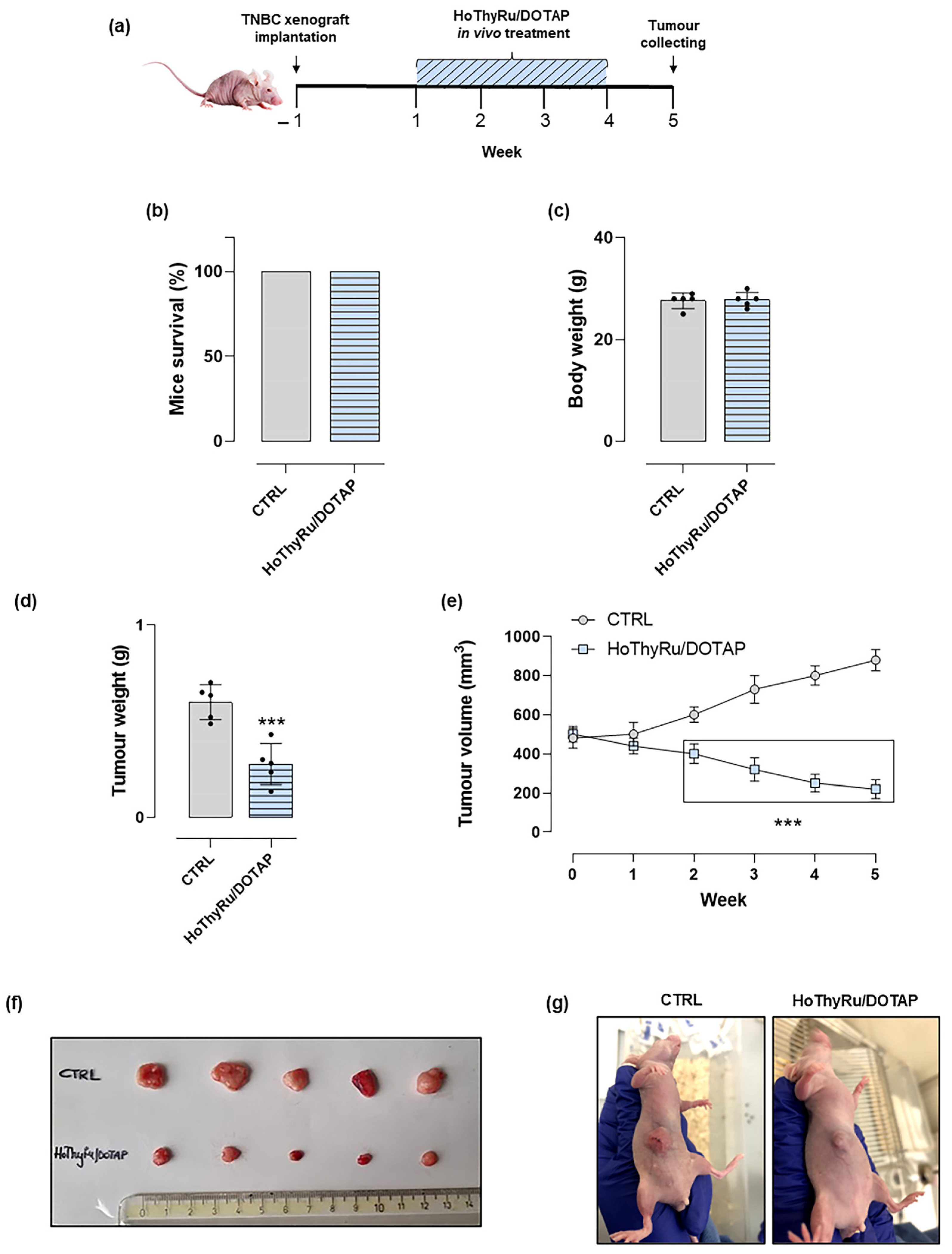 Ijms 24 06473 g009 Ijms 24 06473 g009