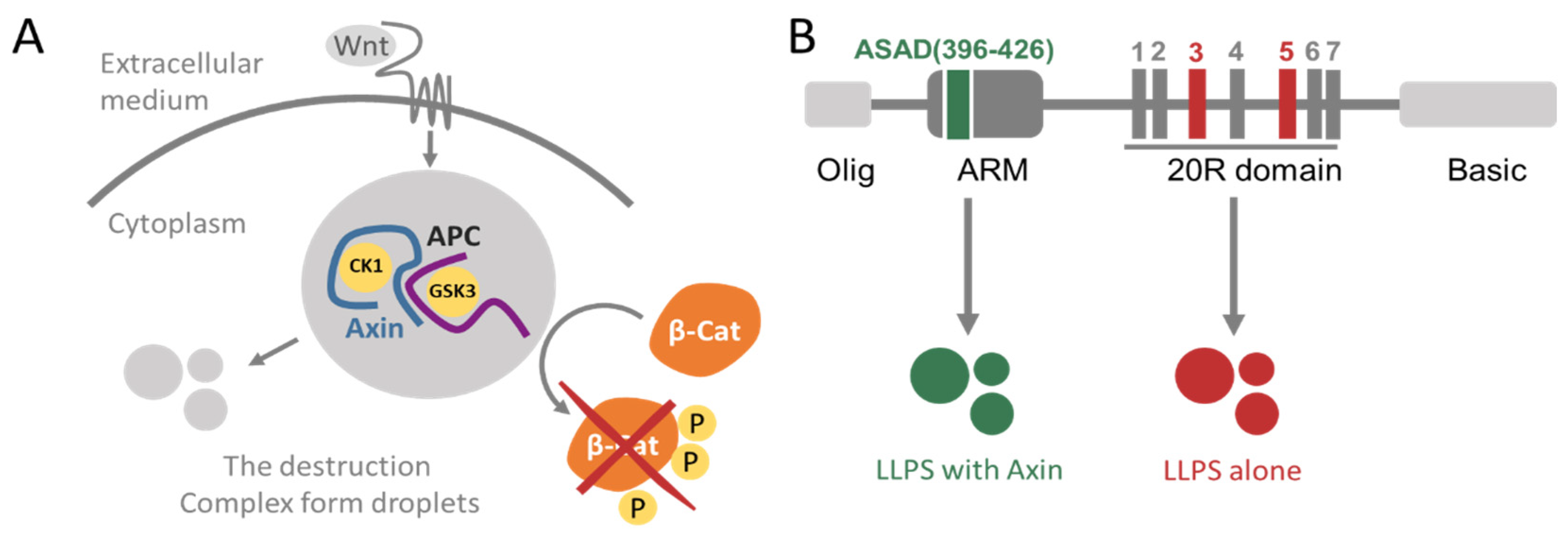 IJMS Free Full Text The Oligomerization Domains of the APC