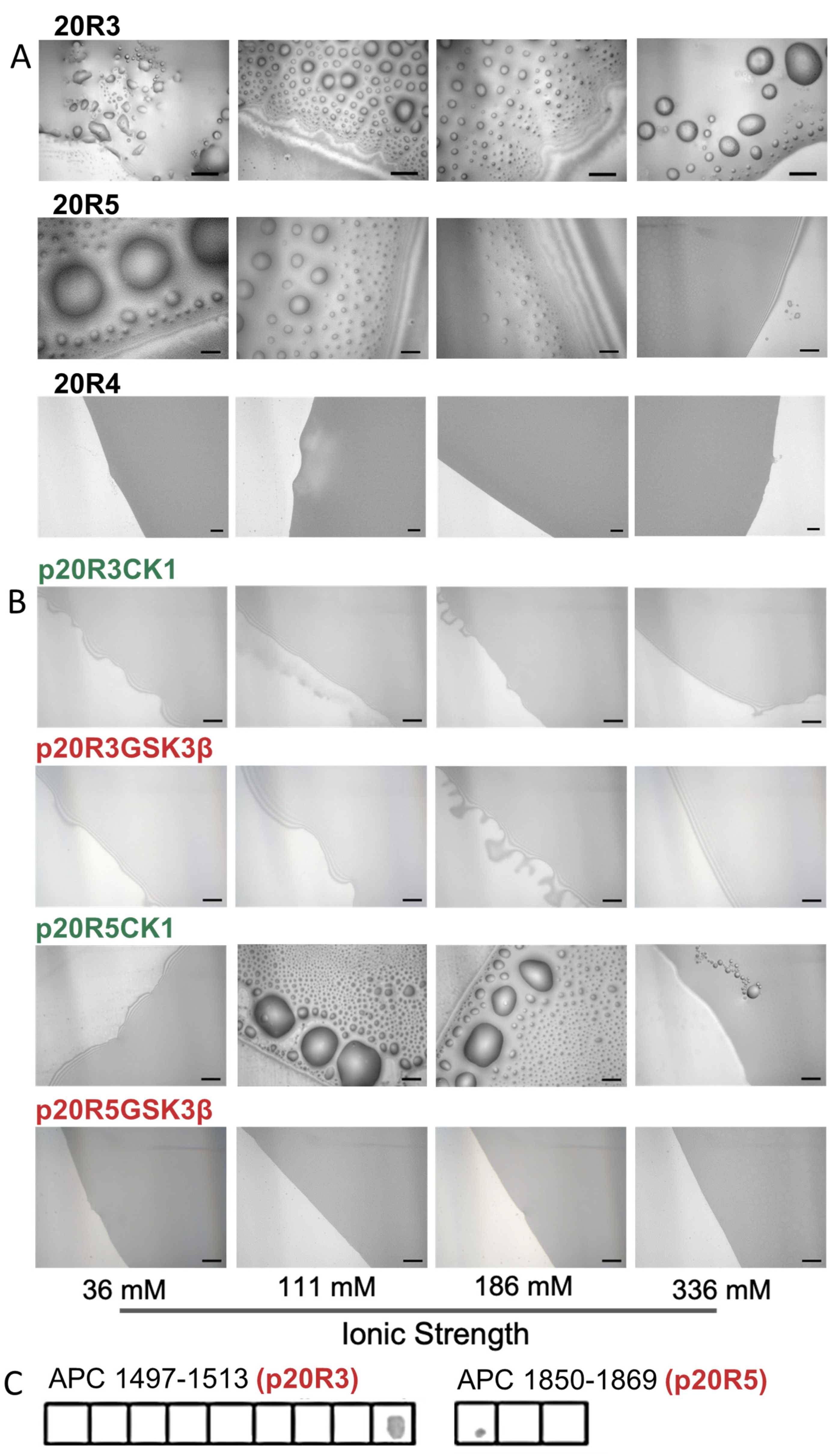 Ijms 24 06478 g003 Ijms 24 06478 g003