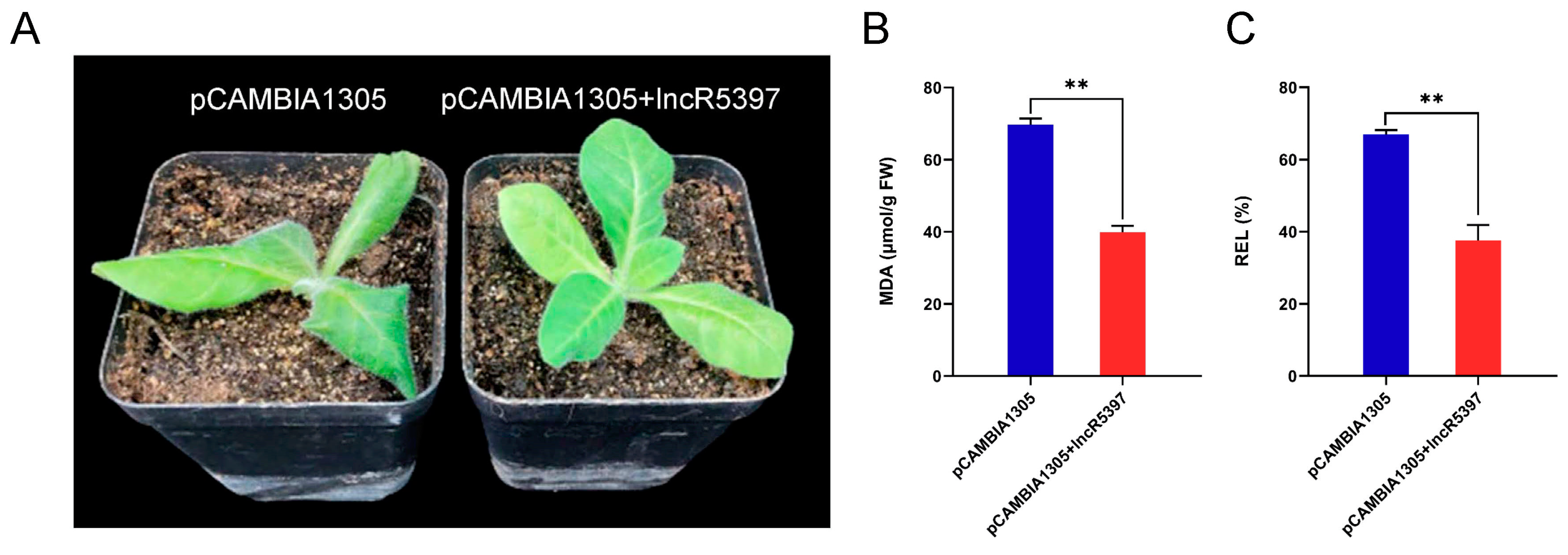 Ijms 24 06502 g011 Ijms 24 06502 g011