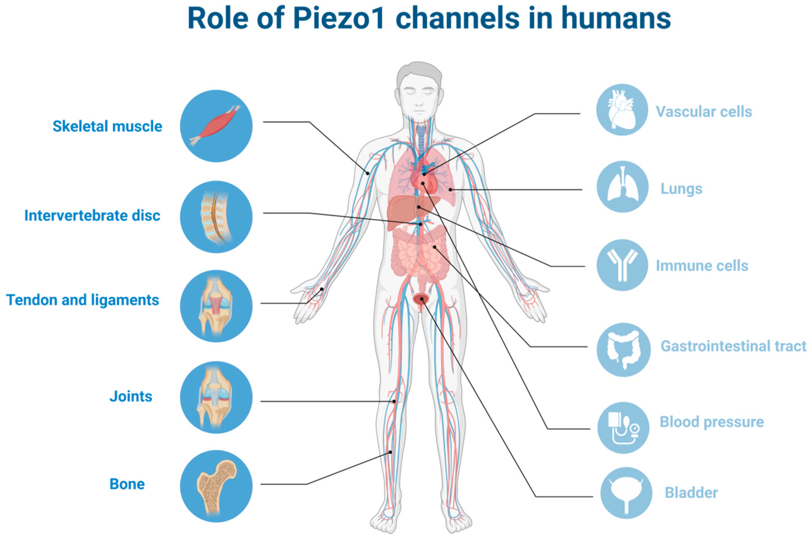 Ijms 24 06513 g001 Ijms 24 06513 g001