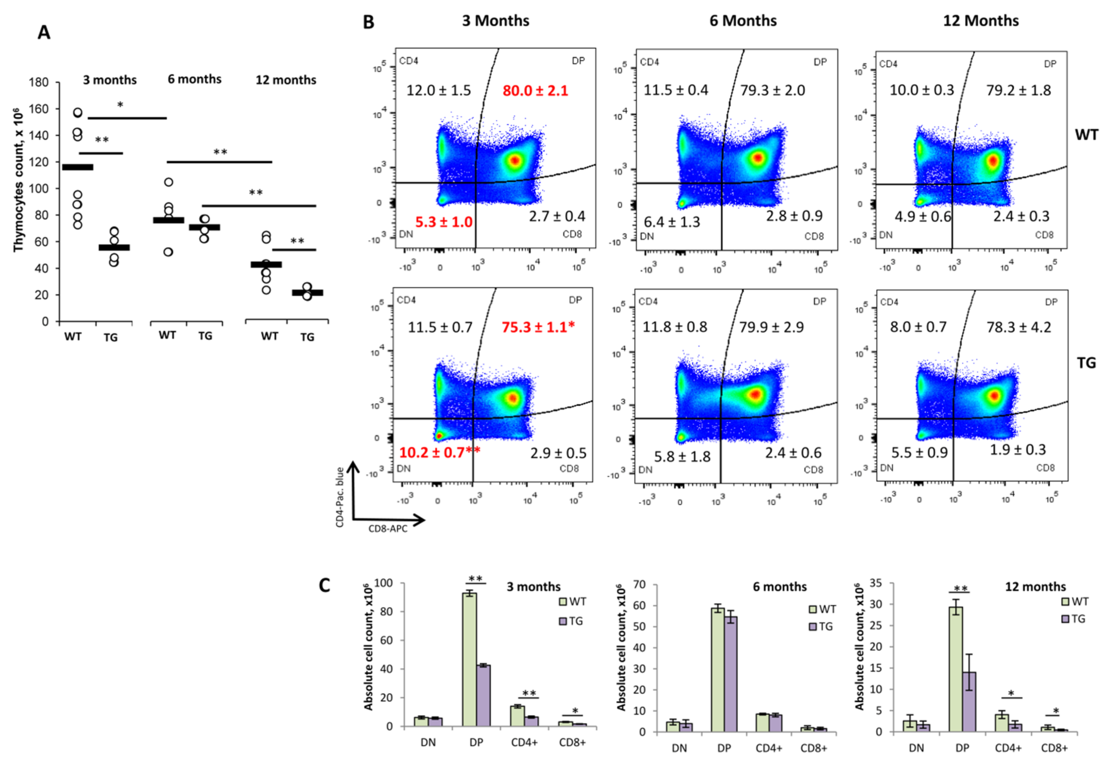 IJMS | Free Full-Text | Physiological and Functional Effects of Dominant  Active TCRα Expression in Transgenic Mice