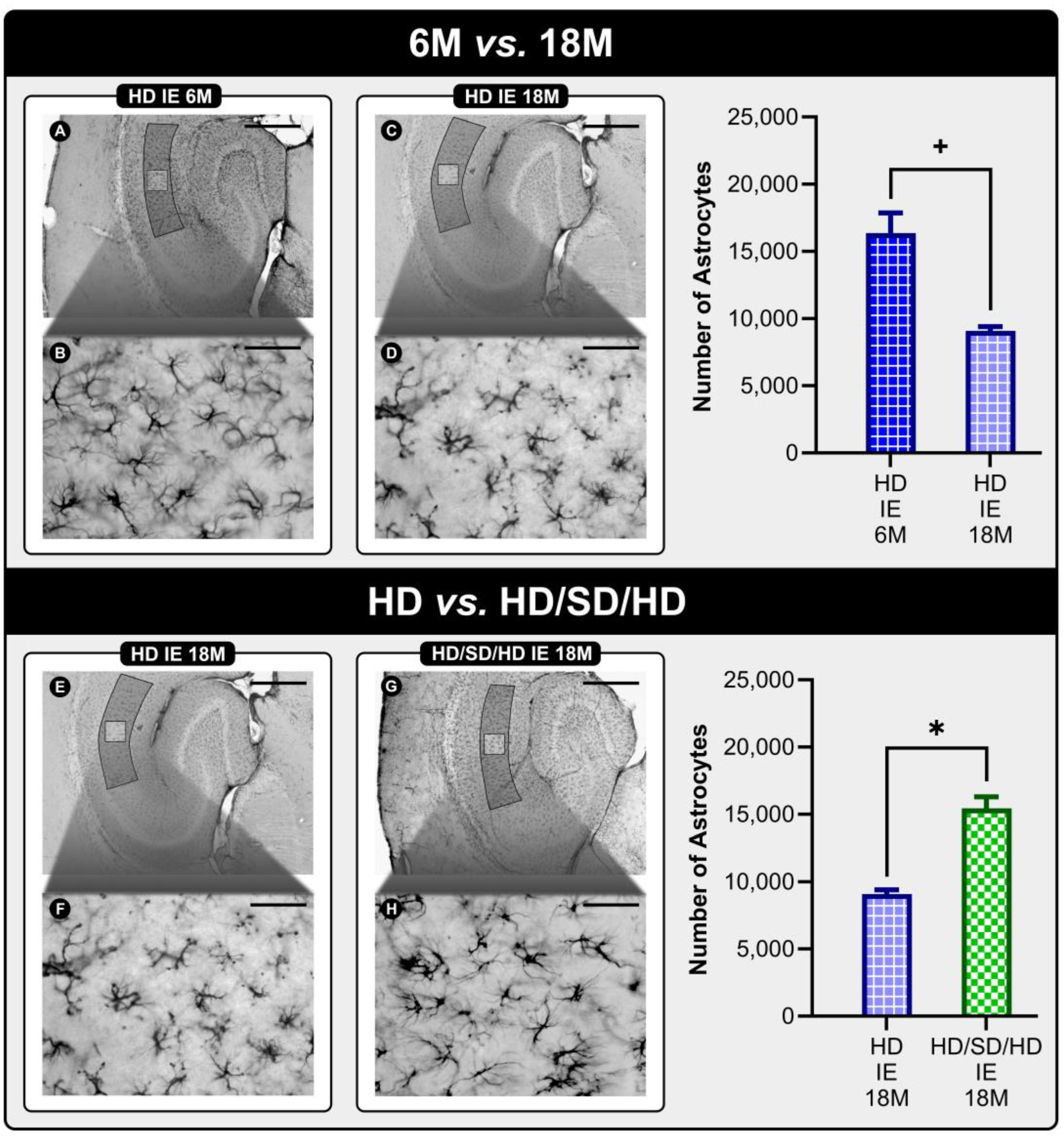 Ijms 24 06529 g004 Ijms 24 06529 g004