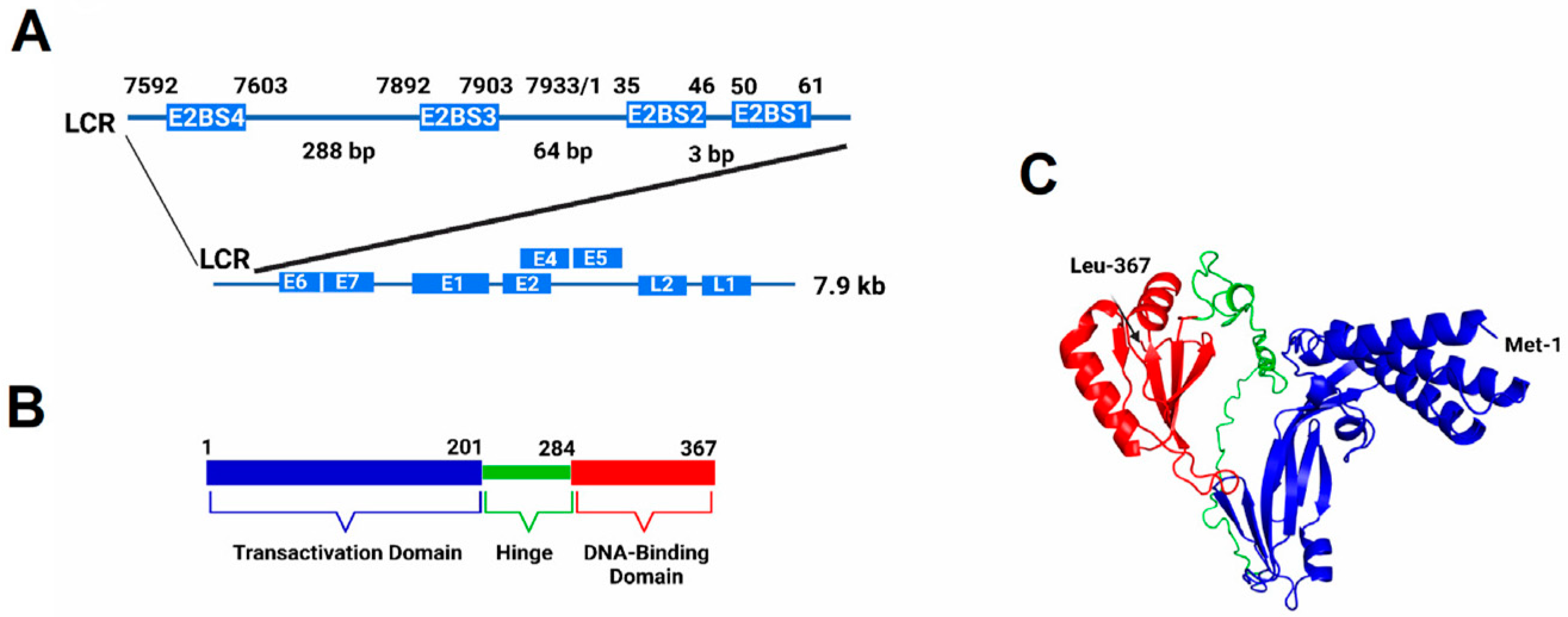IJMS | Free Full-Text | Sequence-Dependent Interaction of the Human  Papillomavirus E2 Protein with the DNA Elements on Its DNA Replication  Origin