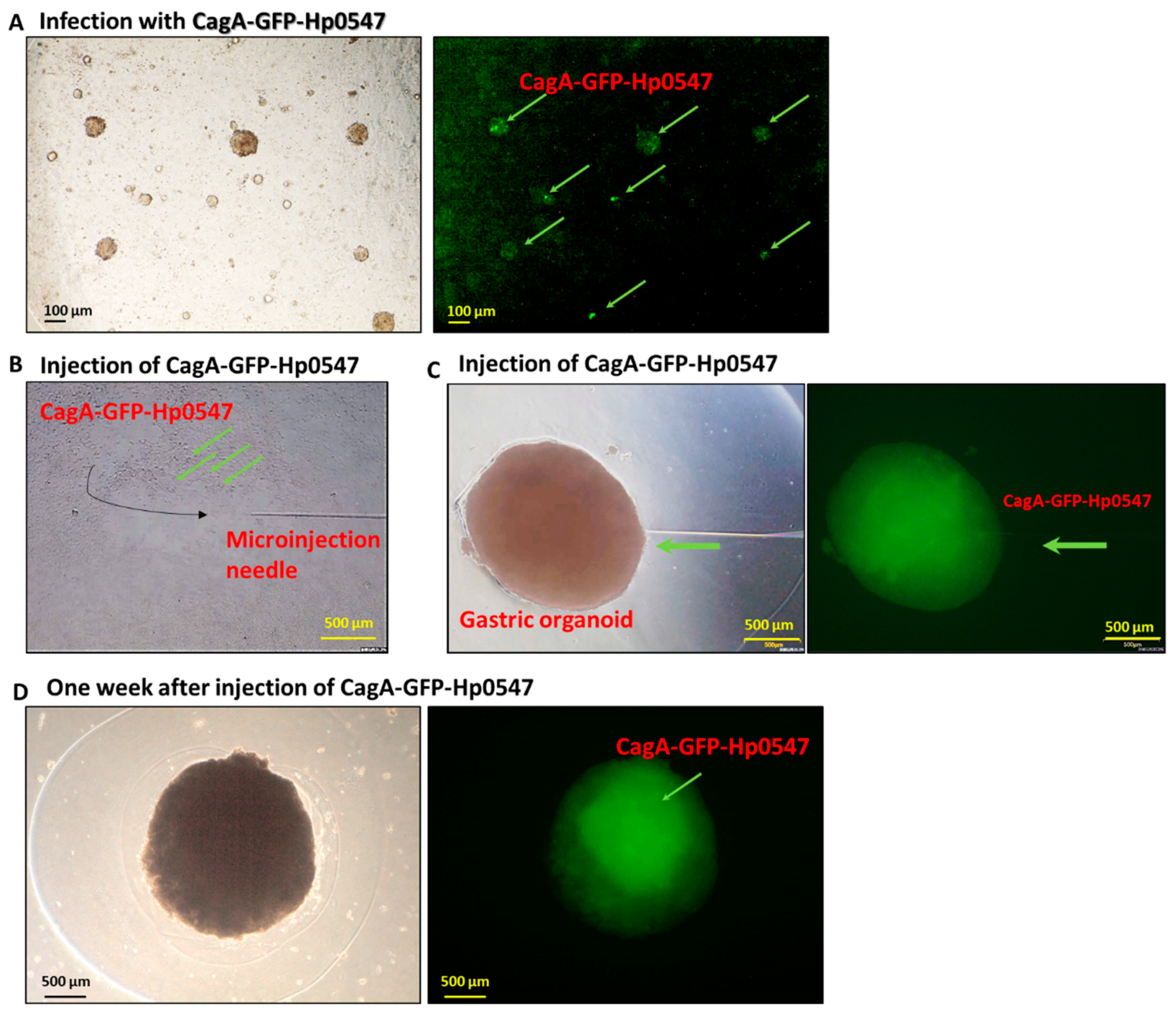 Ijms 24 06567 g001 Ijms 24 06567 g001