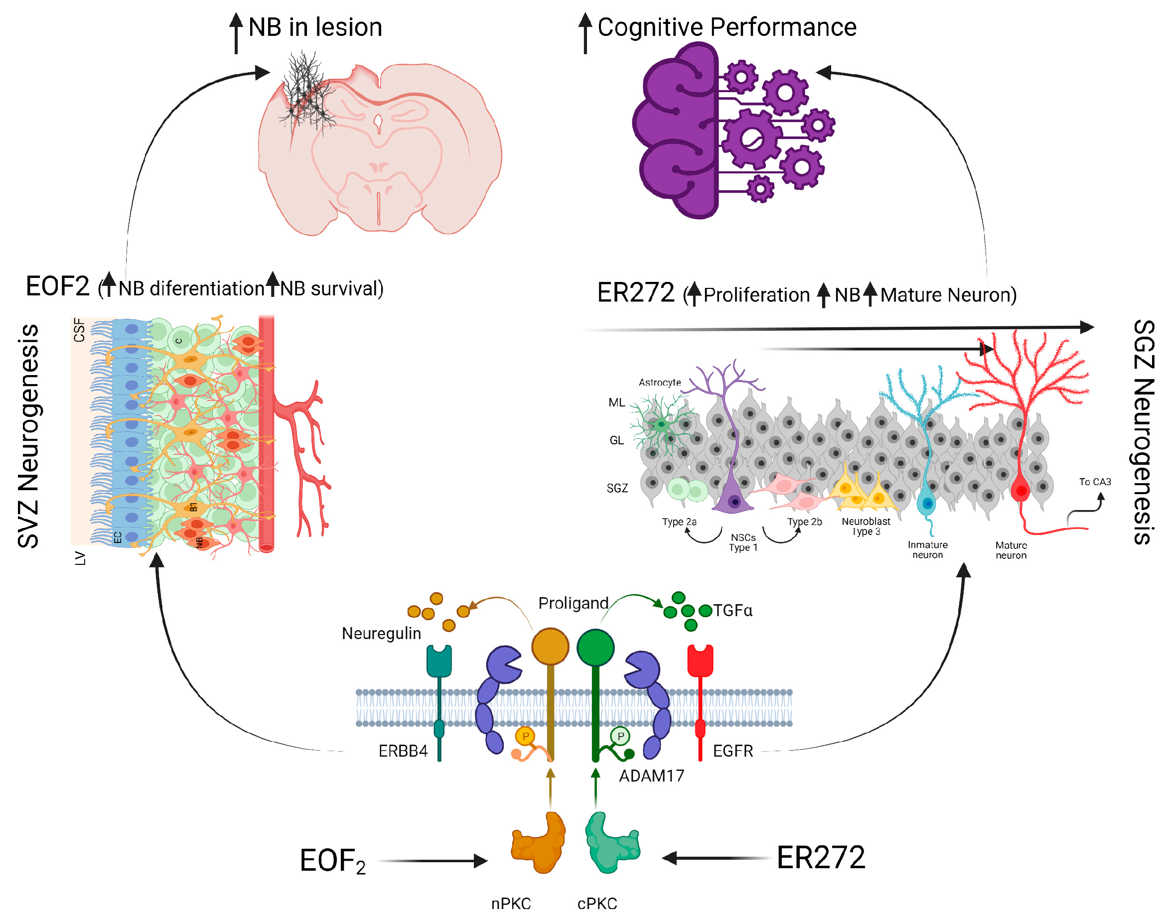 IJMS | Free Full-Text | Migratory Response of Cells in Neurogenic