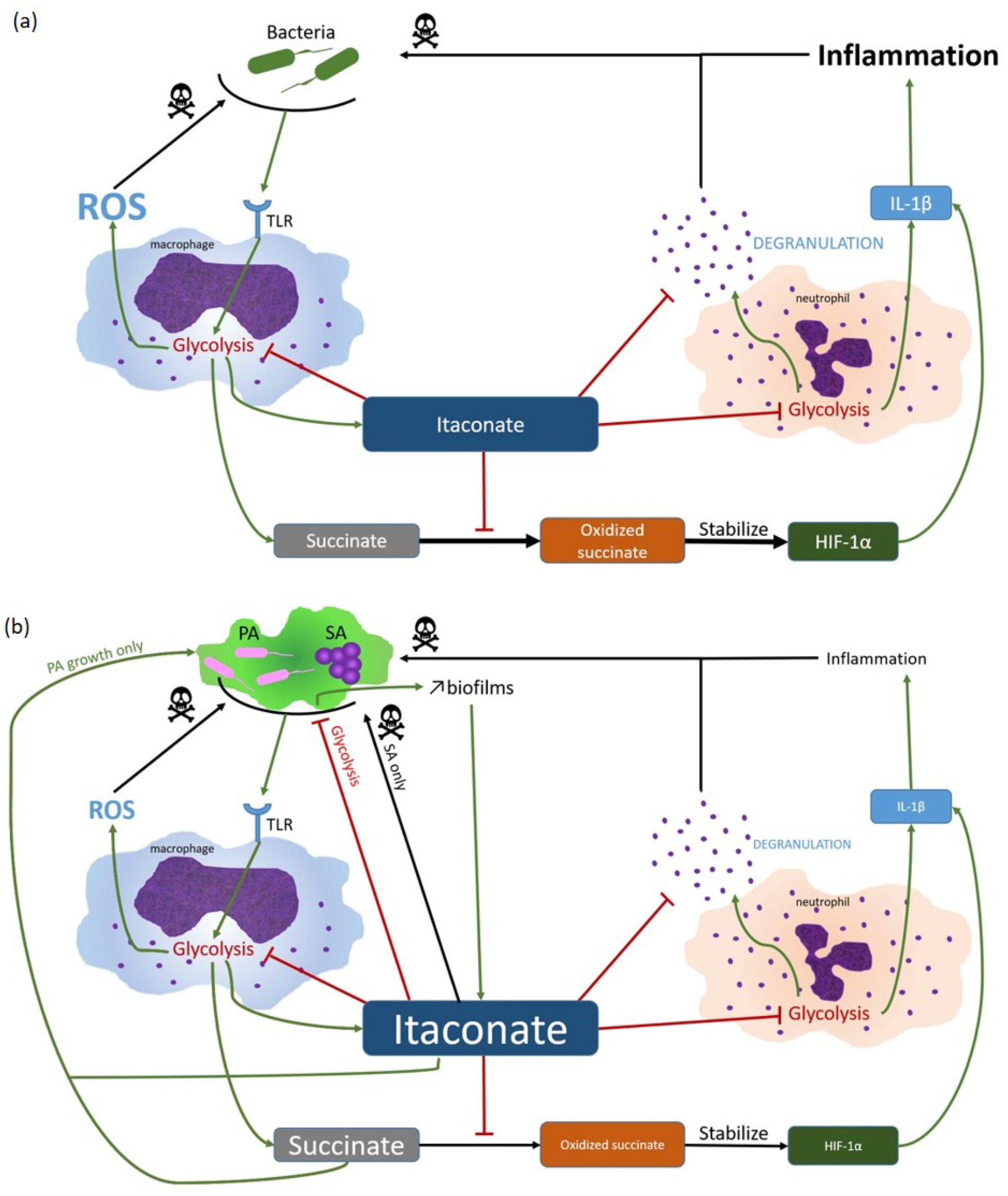 Staphylococcus aureus bacteria turns immune system against itself