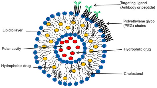 IJMS | Free Full-Text | Liposomes In Cancer Therapy: How Did We Start ...