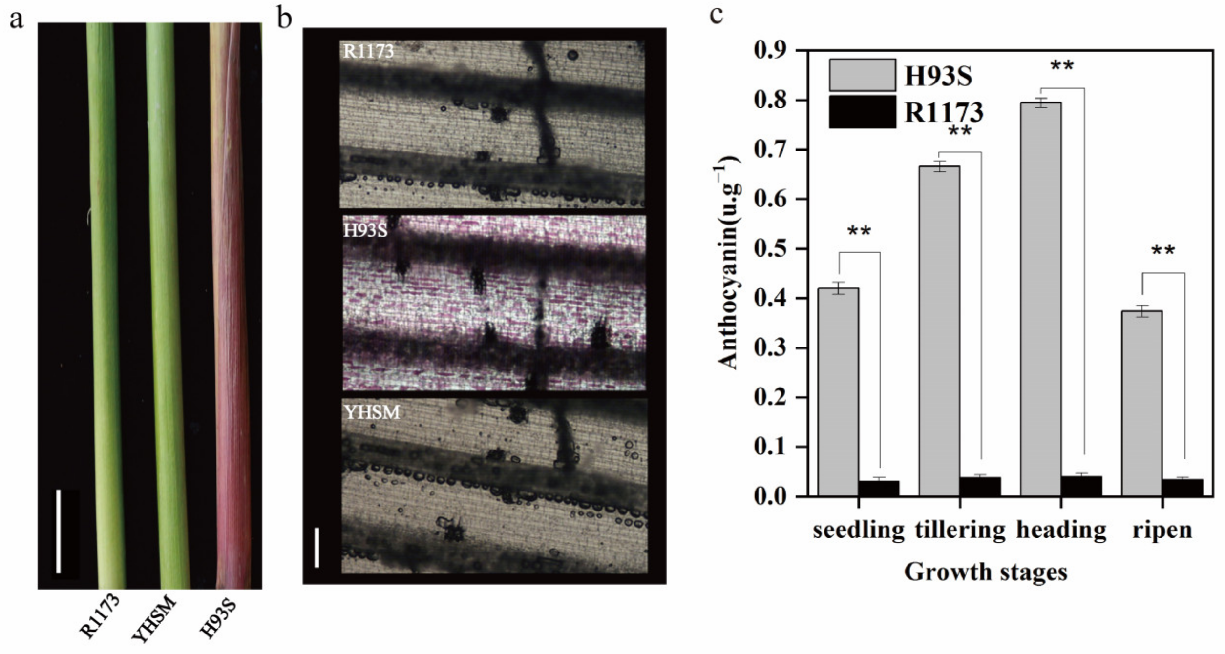 Ijms 24 06655 g001 Ijms 24 06655 g001