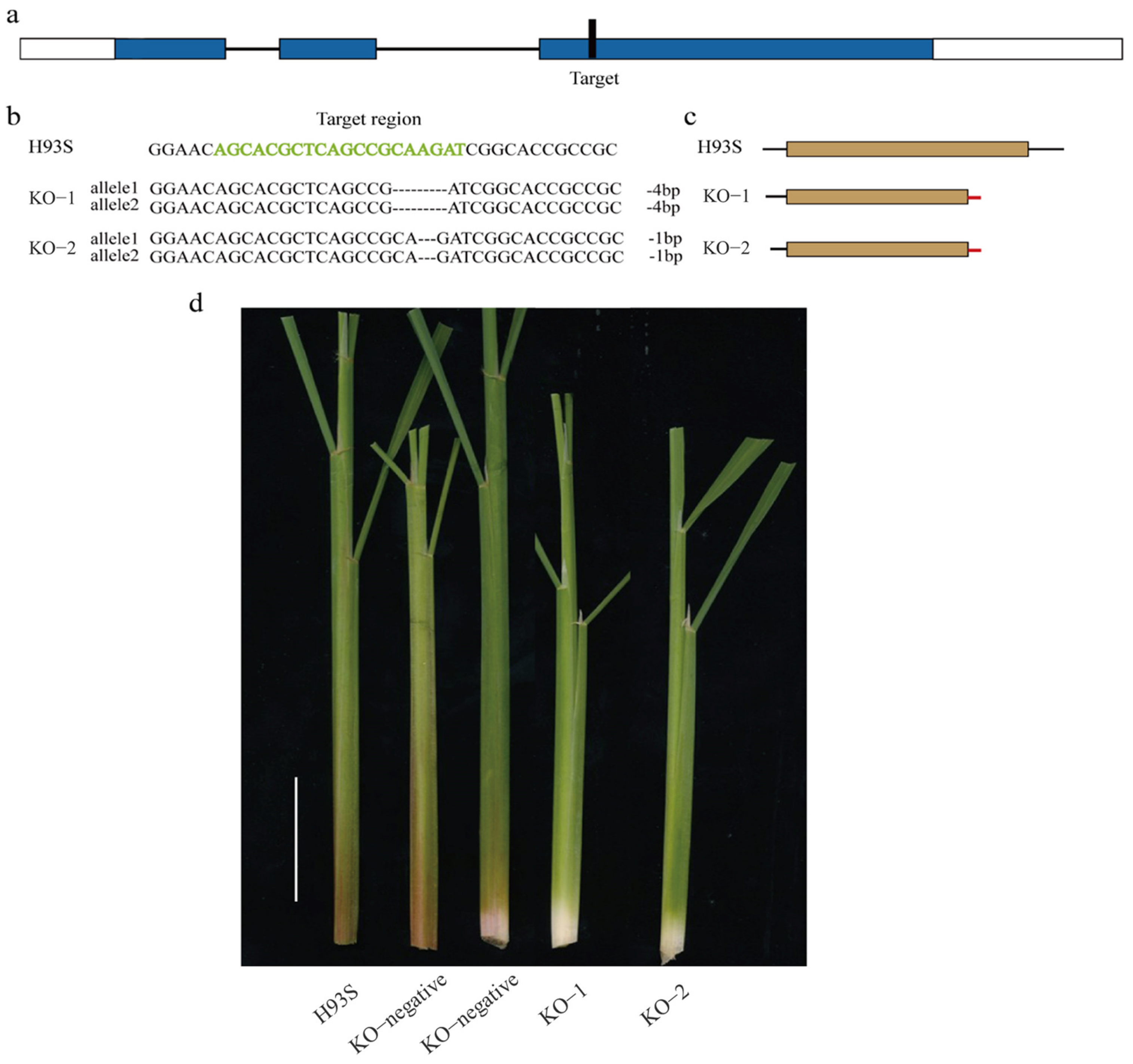 Ijms 24 06655 g004 Ijms 24 06655 g004