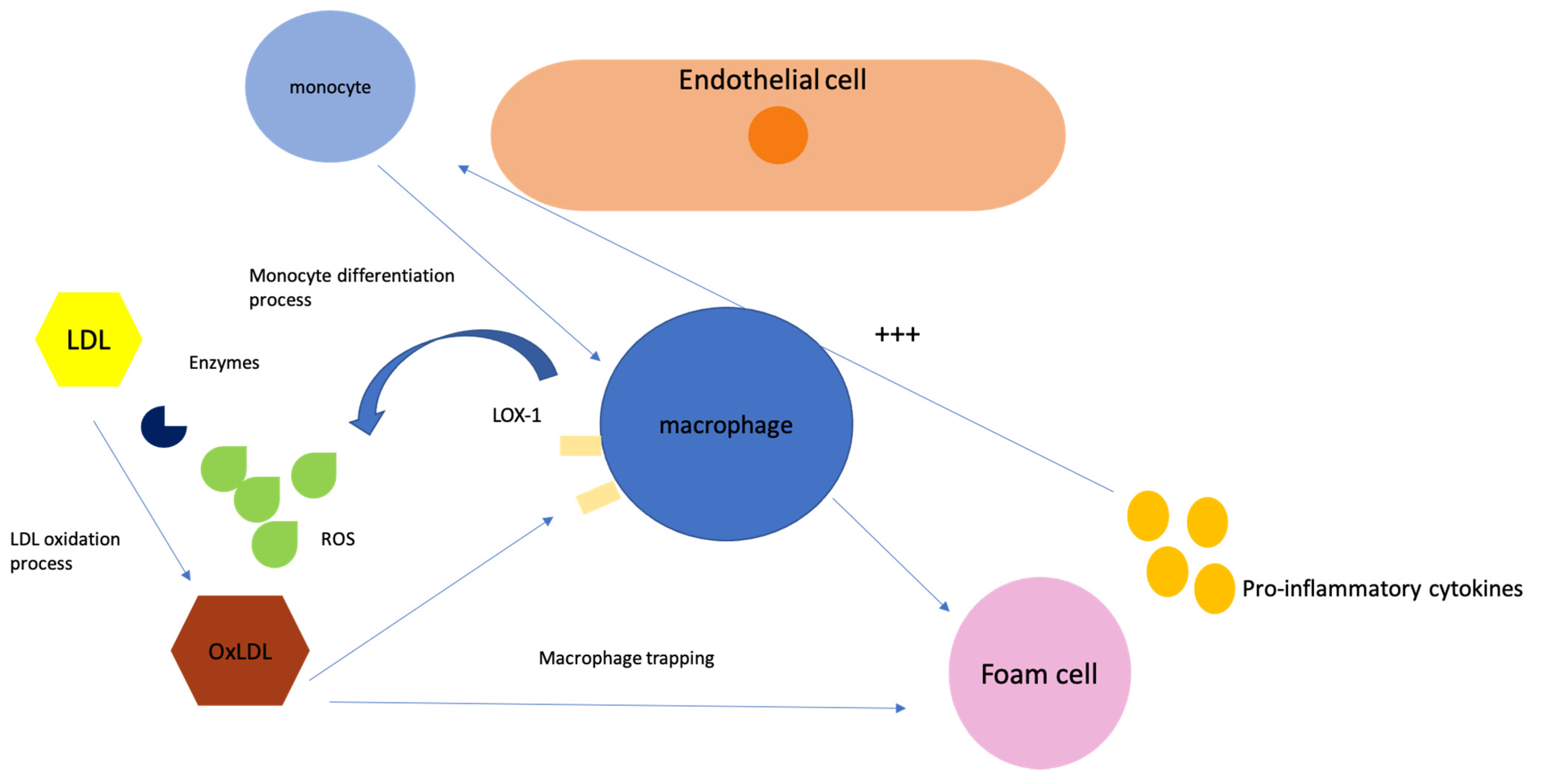 Ijms Free Full Text Exploring The Association Between Low Density Lipoprotein Subfractions 2523