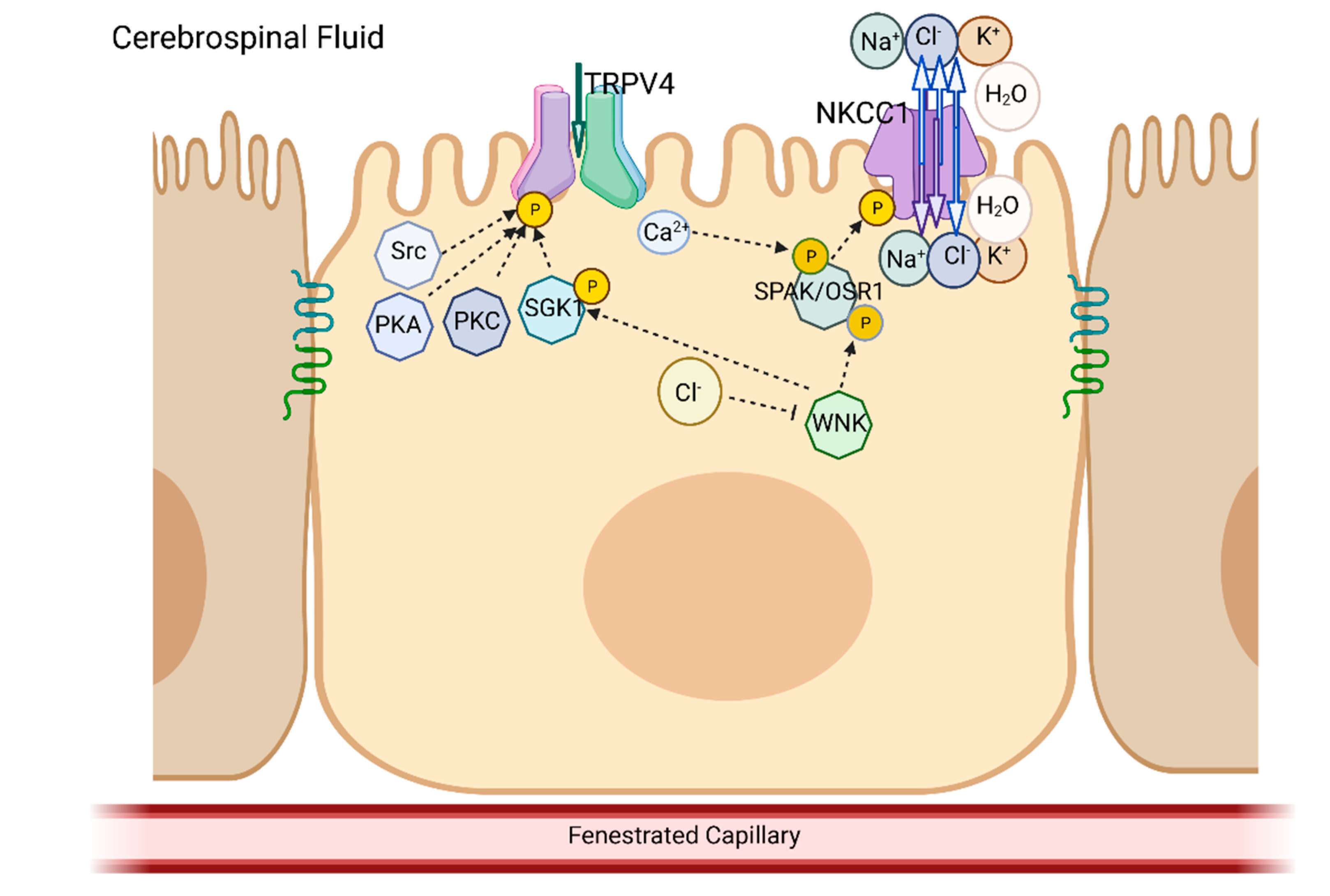 Ijms 24 06673 g003 Ijms 24 06673 g003