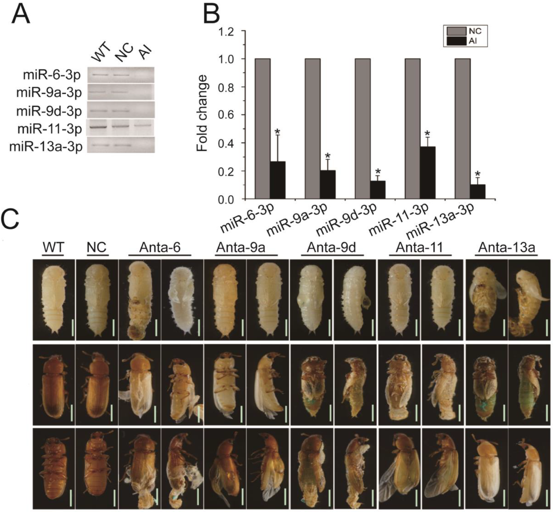 Ijms 24 06685 g008 Ijms 24 06685 g008