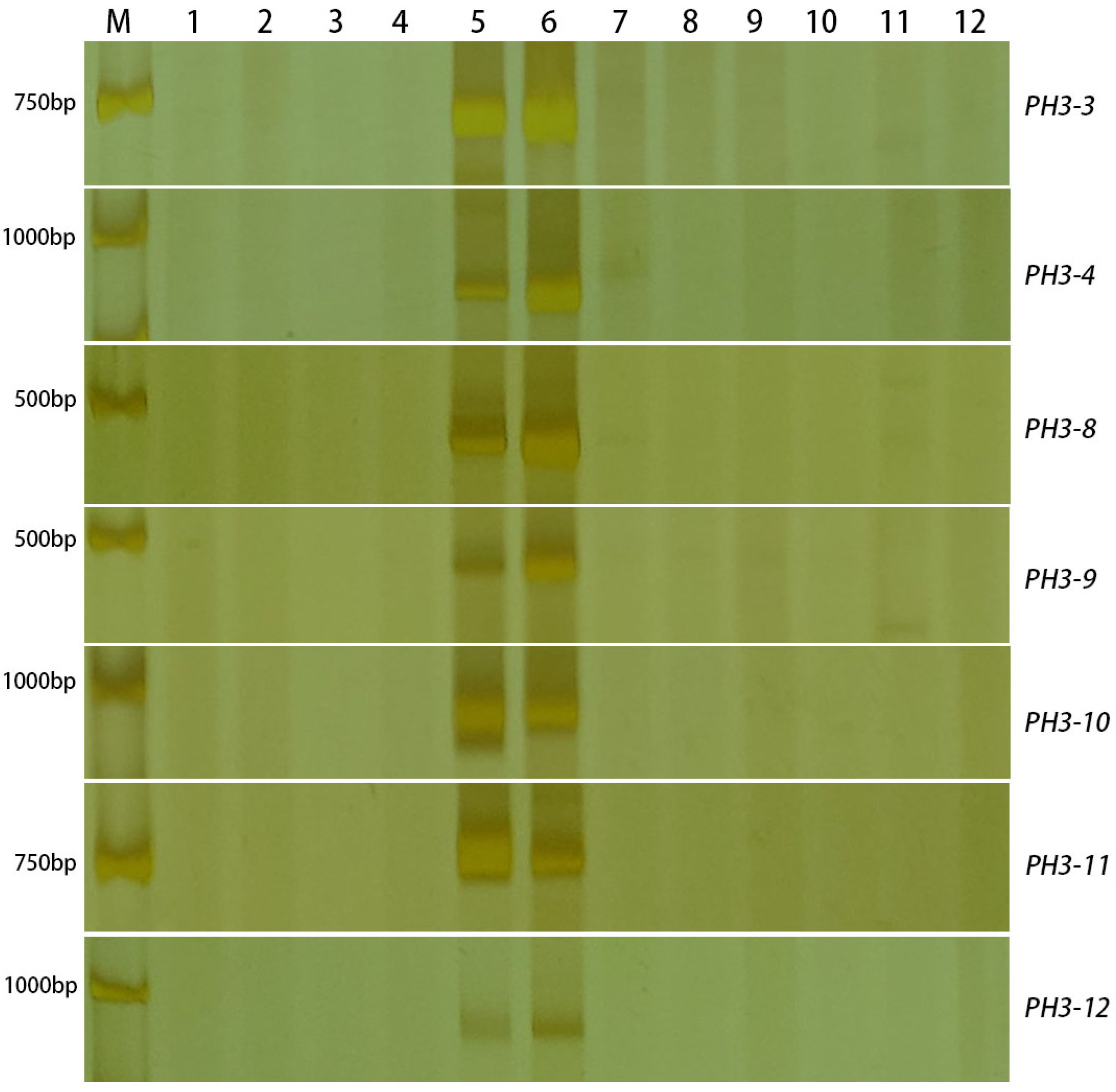 Ijms 24 06726 g006 Ijms 24 06726 g006