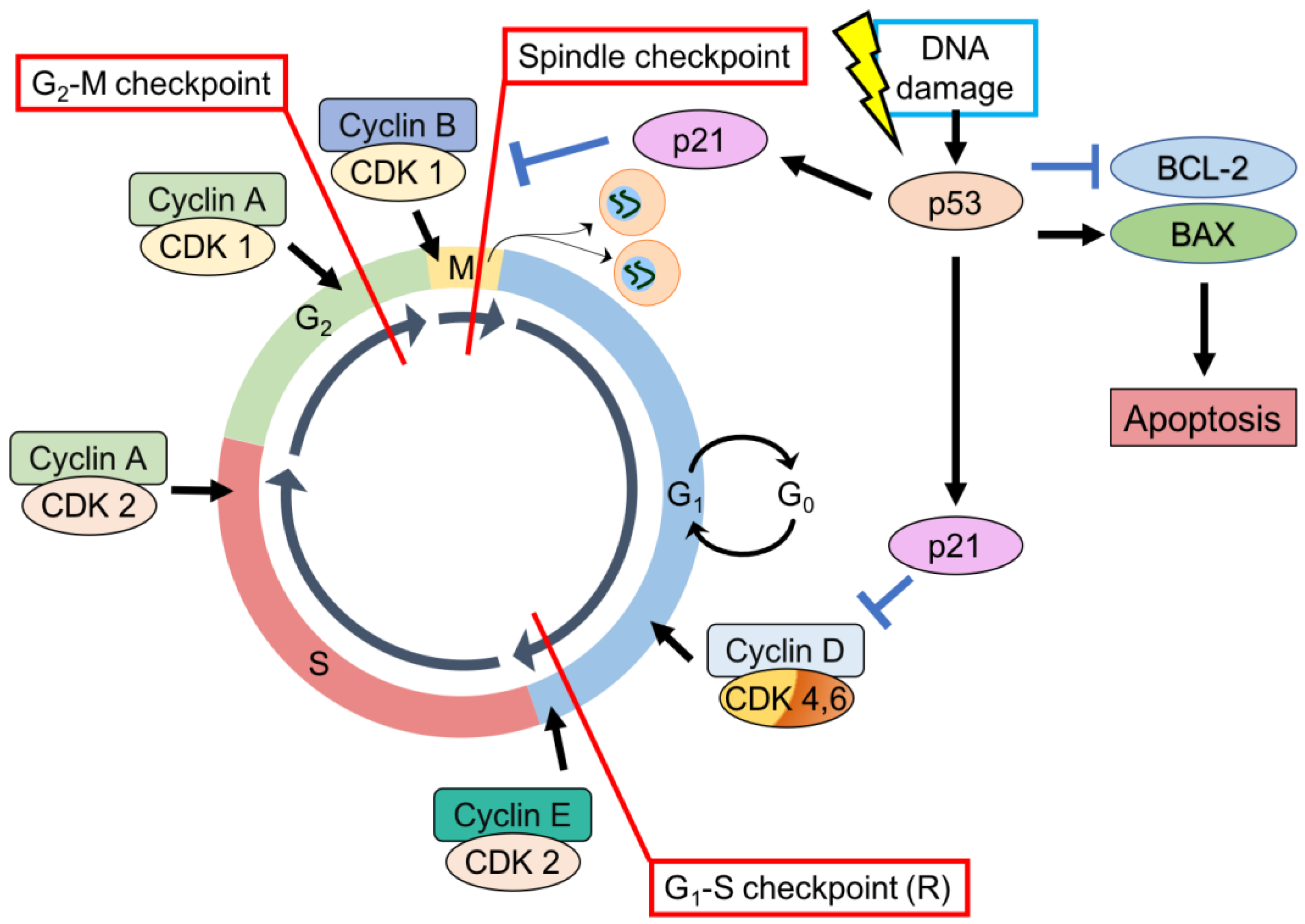 IJMS | Free Full-Text | p53 and Myofibroblast Apoptosis in Organ Fibrosis