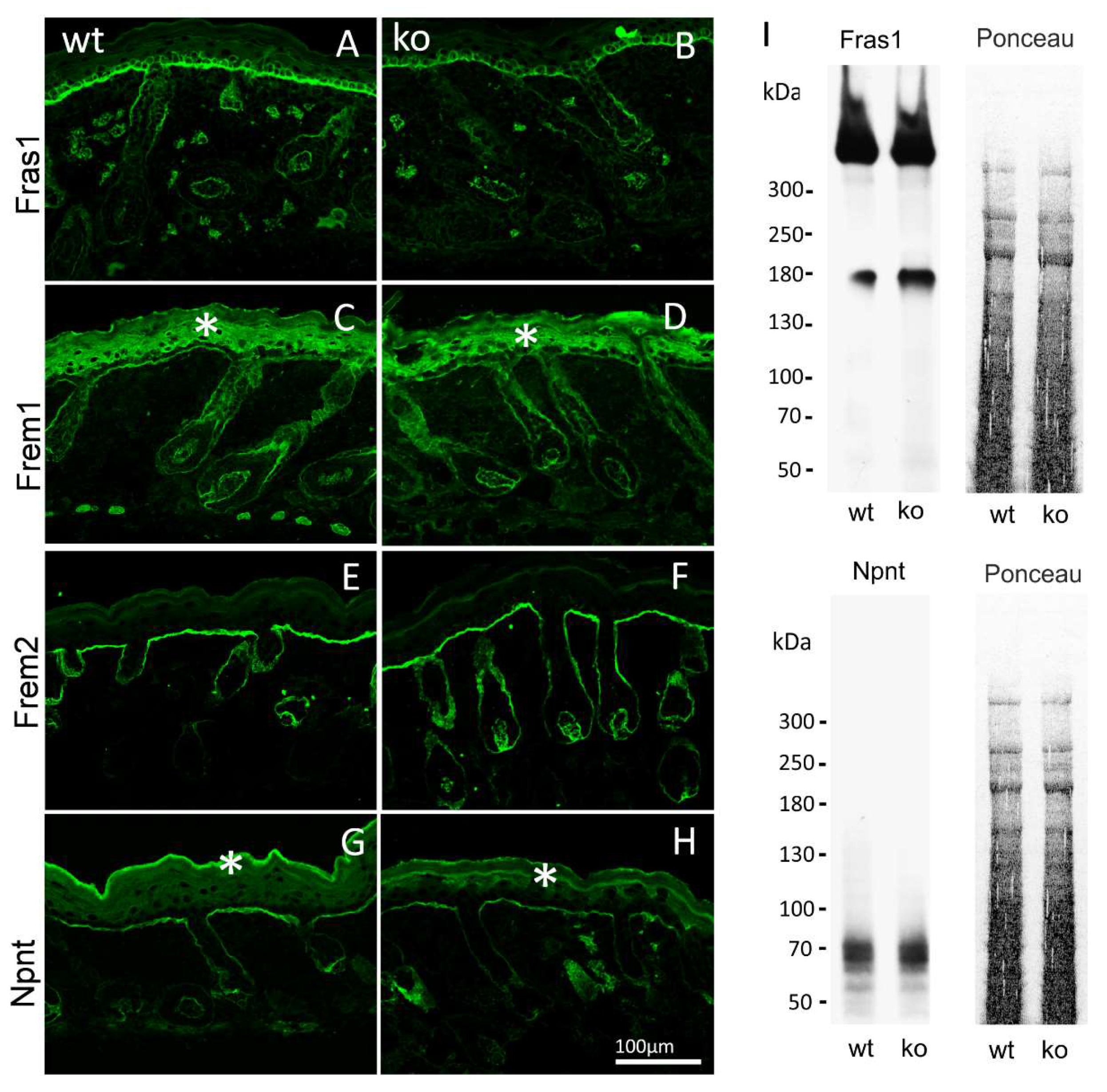 Ijms 24 06782 g003 Ijms 24 06782 g003