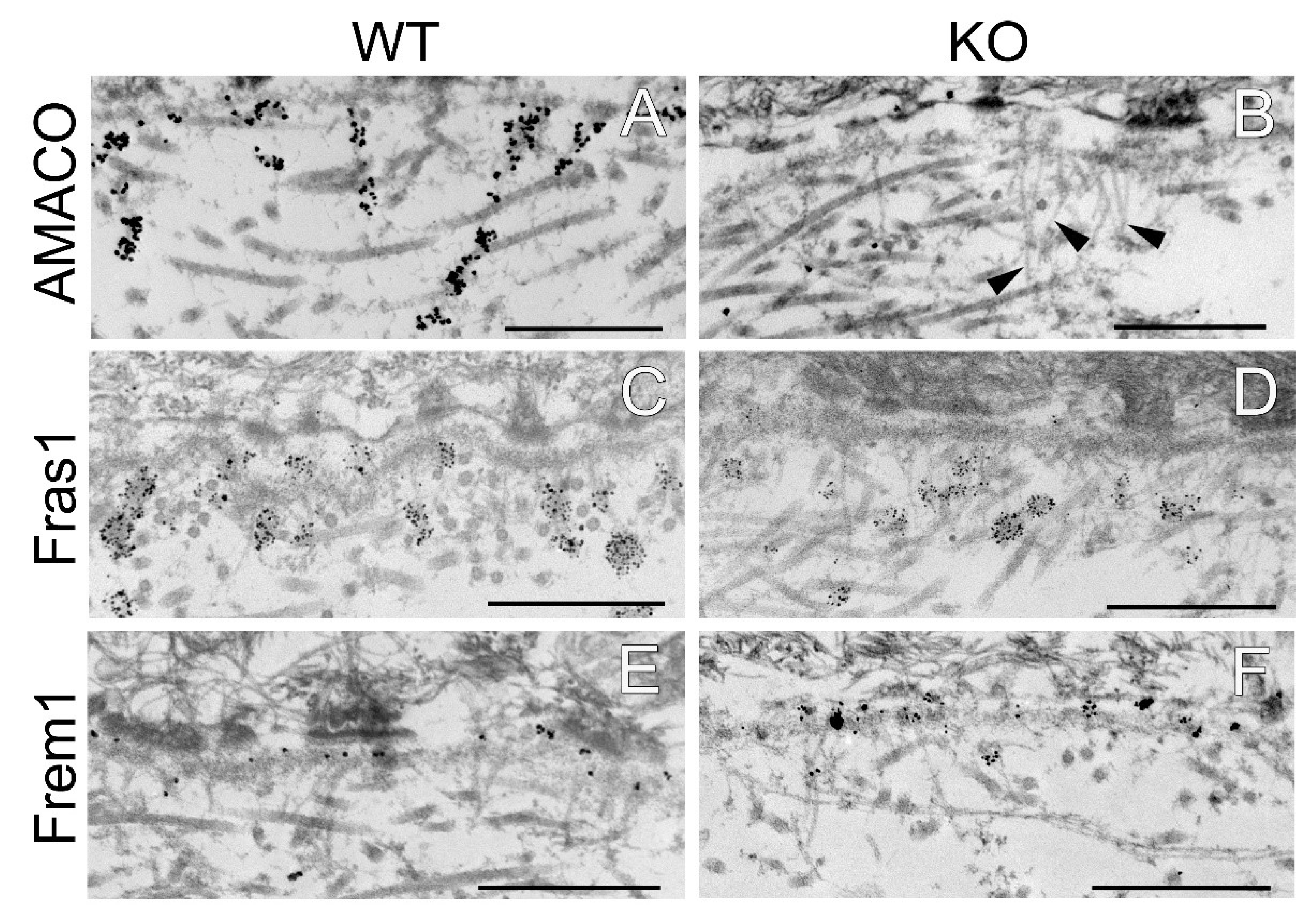 Ijms 24 06782 g005a Ijms 24 06782 g005a