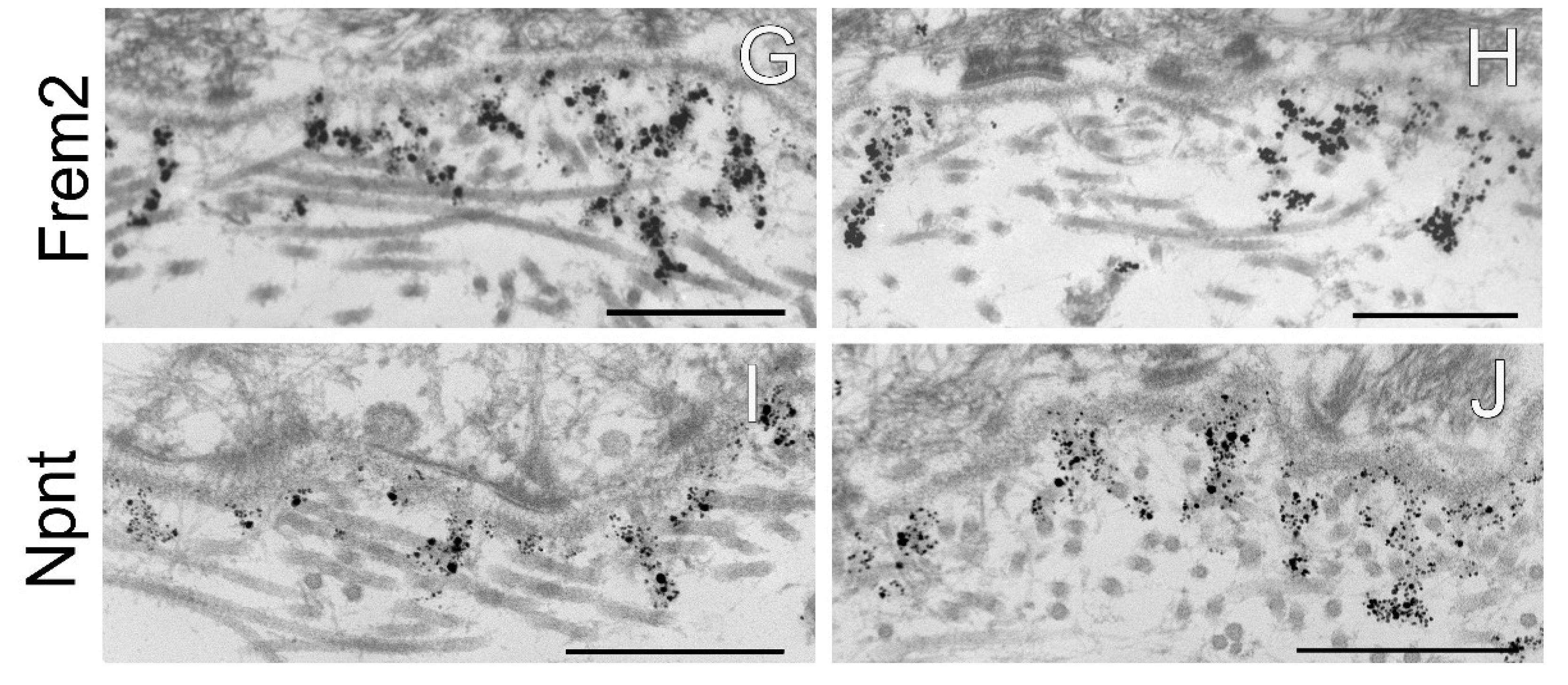 Ijms 24 06782 g005b Ijms 24 06782 g005b