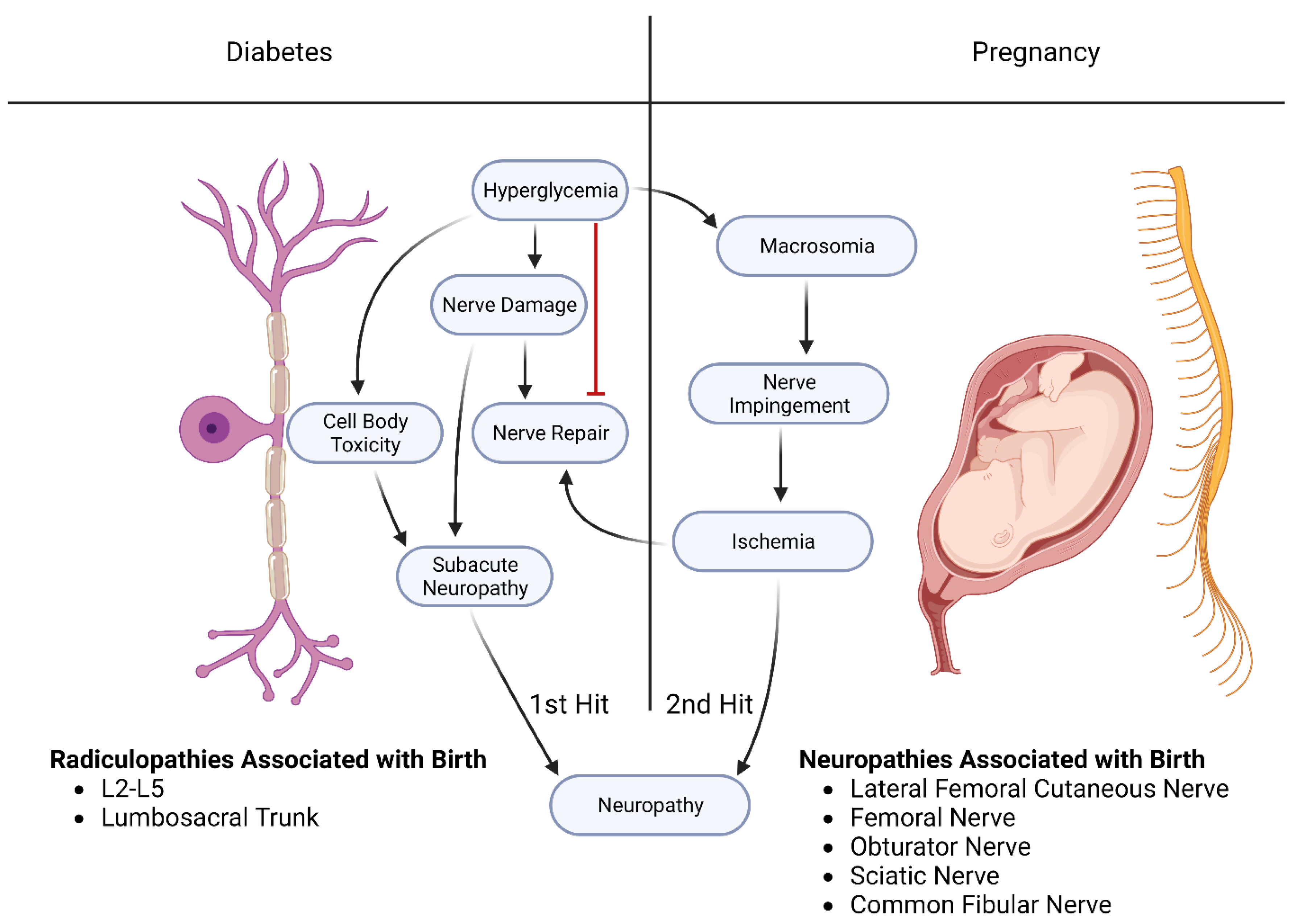 Diabetic neuropathy and pregnancy