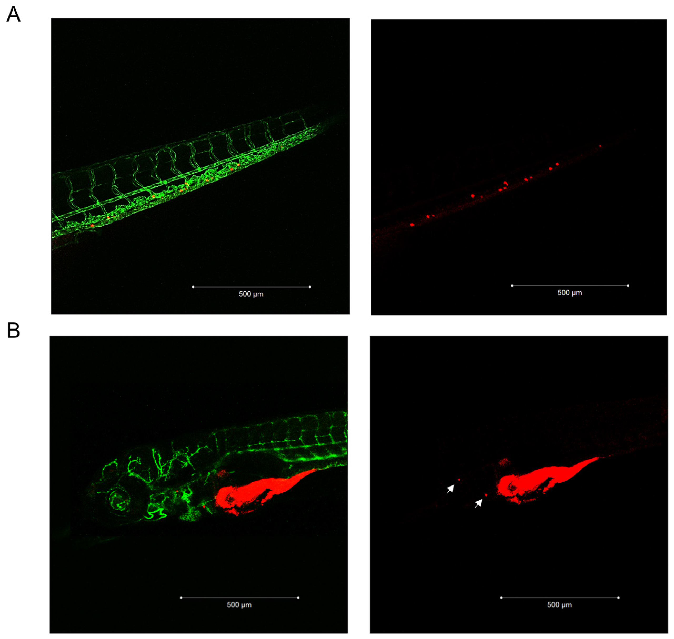 Ijms 24 06829 g002 Ijms 24 06829 g002