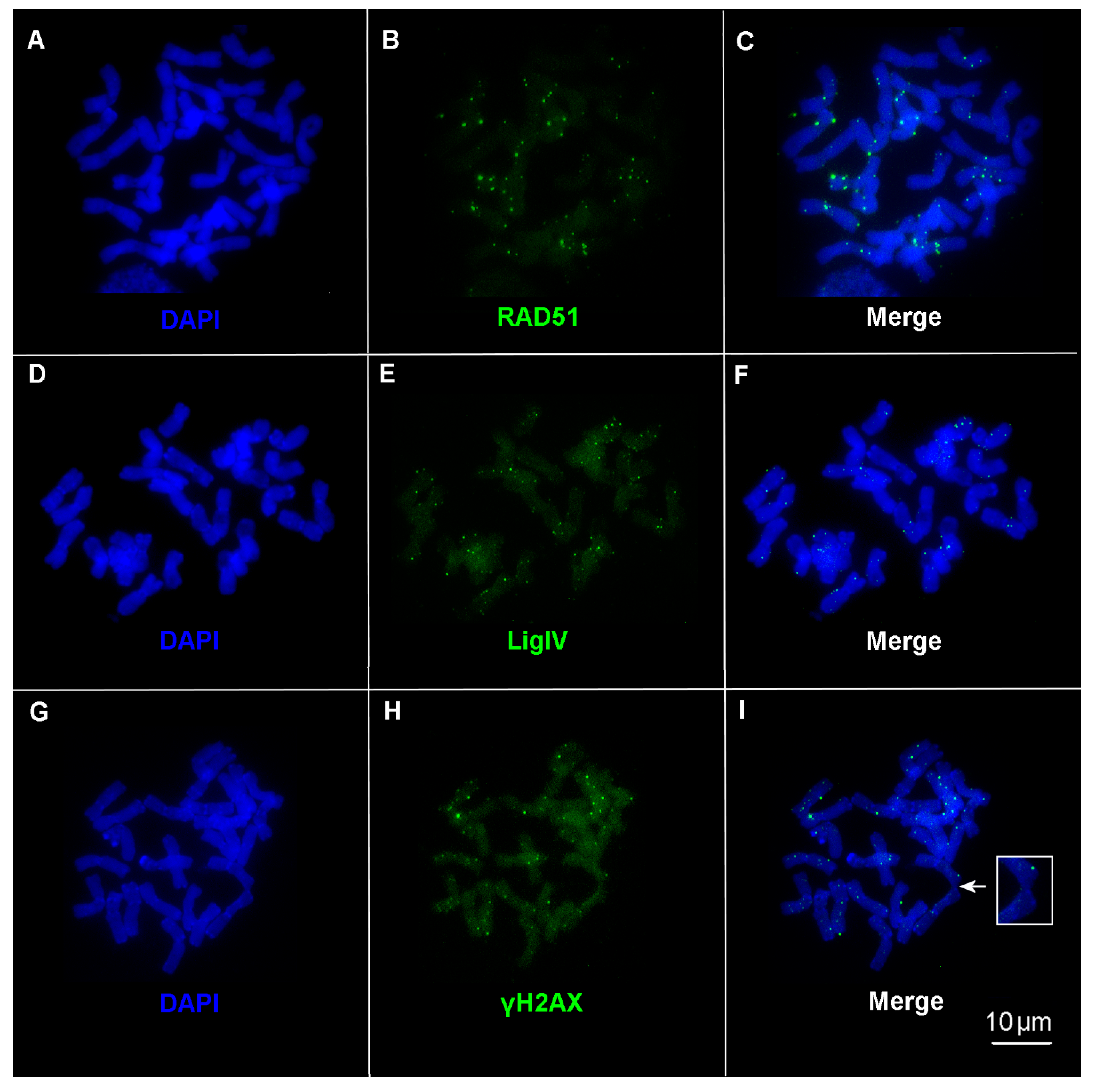 Ijms 24 06847 g003 Ijms 24 06847 g003