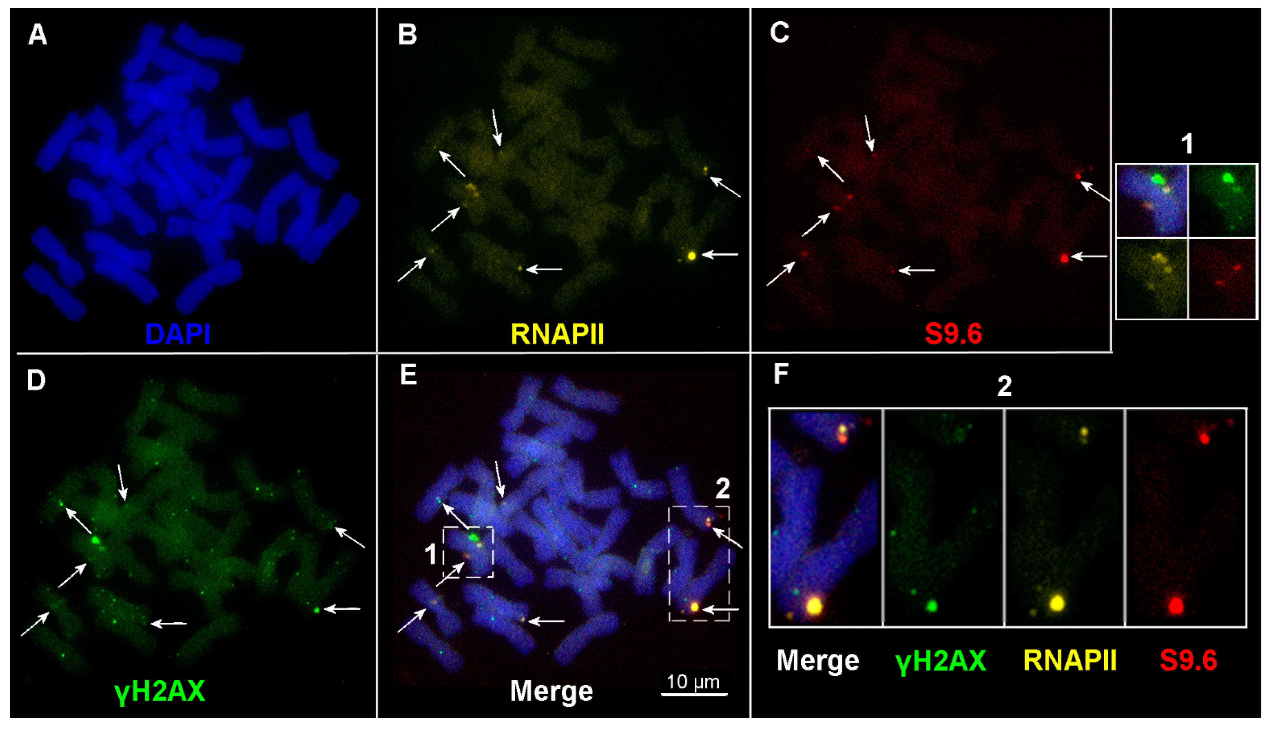 Ijms 24 06847 g005 Ijms 24 06847 g005