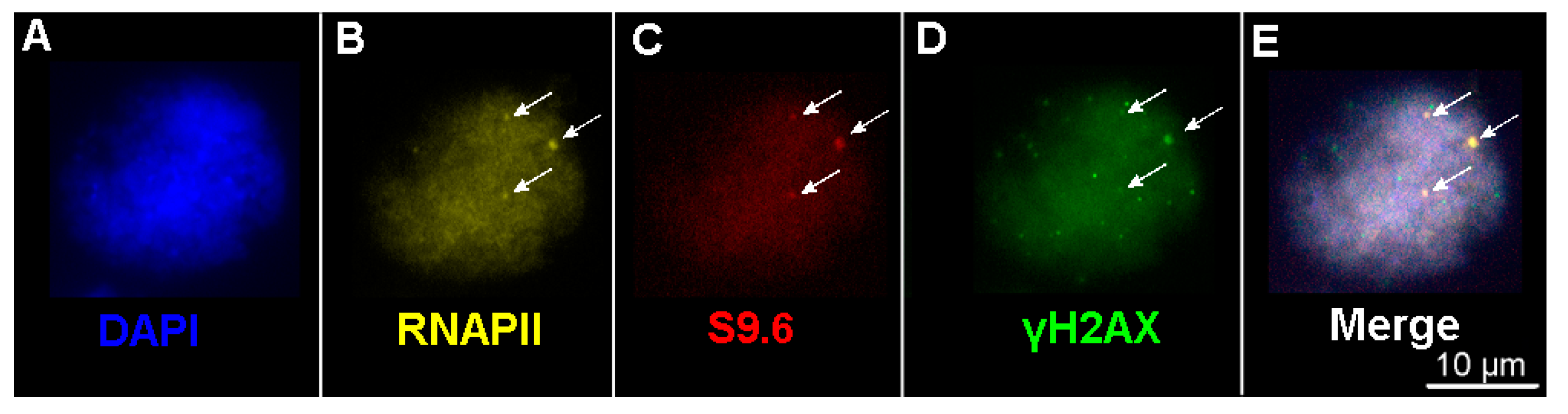 Ijms 24 06847 g007 Ijms 24 06847 g007