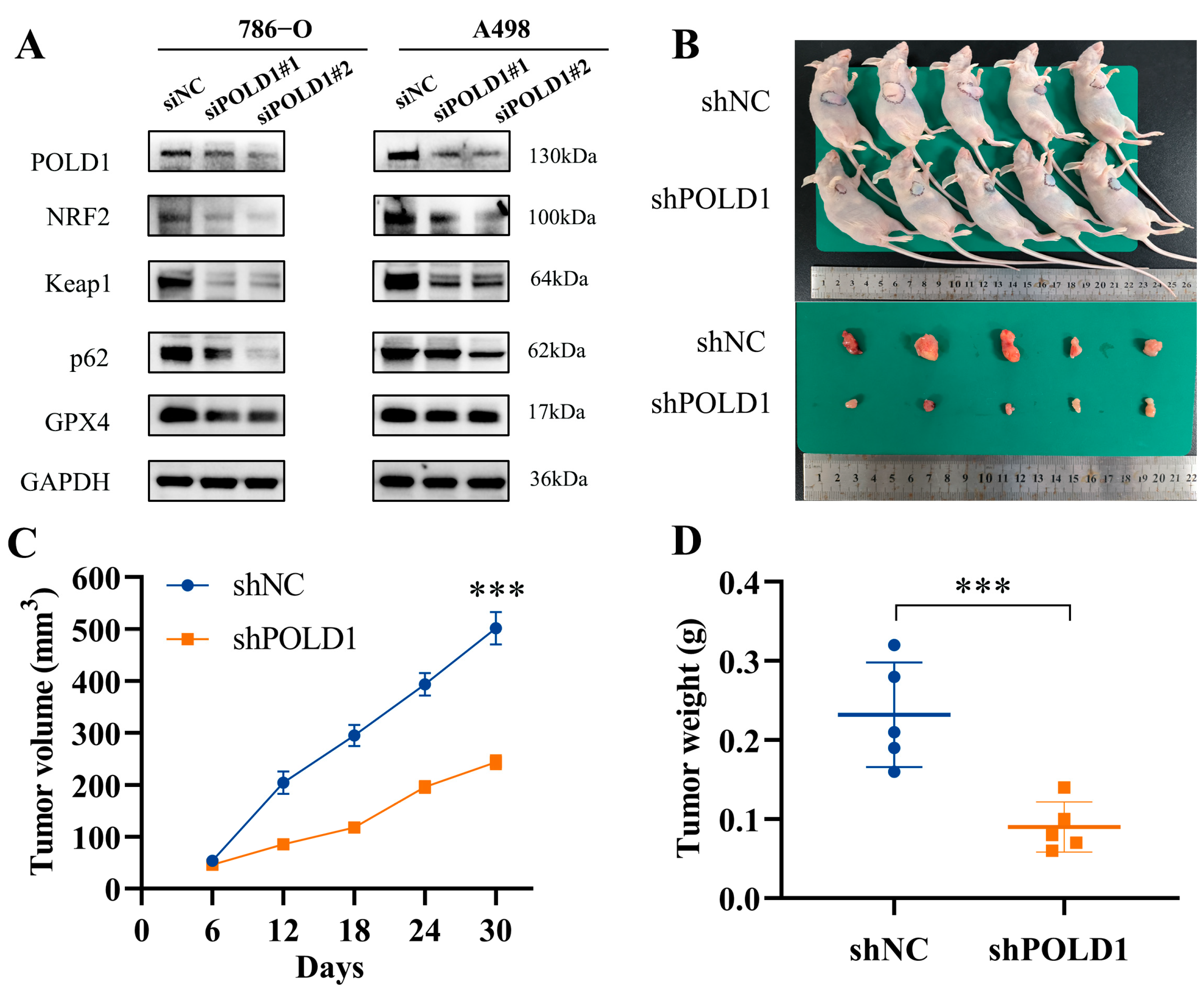 Ijms 24 06849 g009 Ijms 24 06849 g009