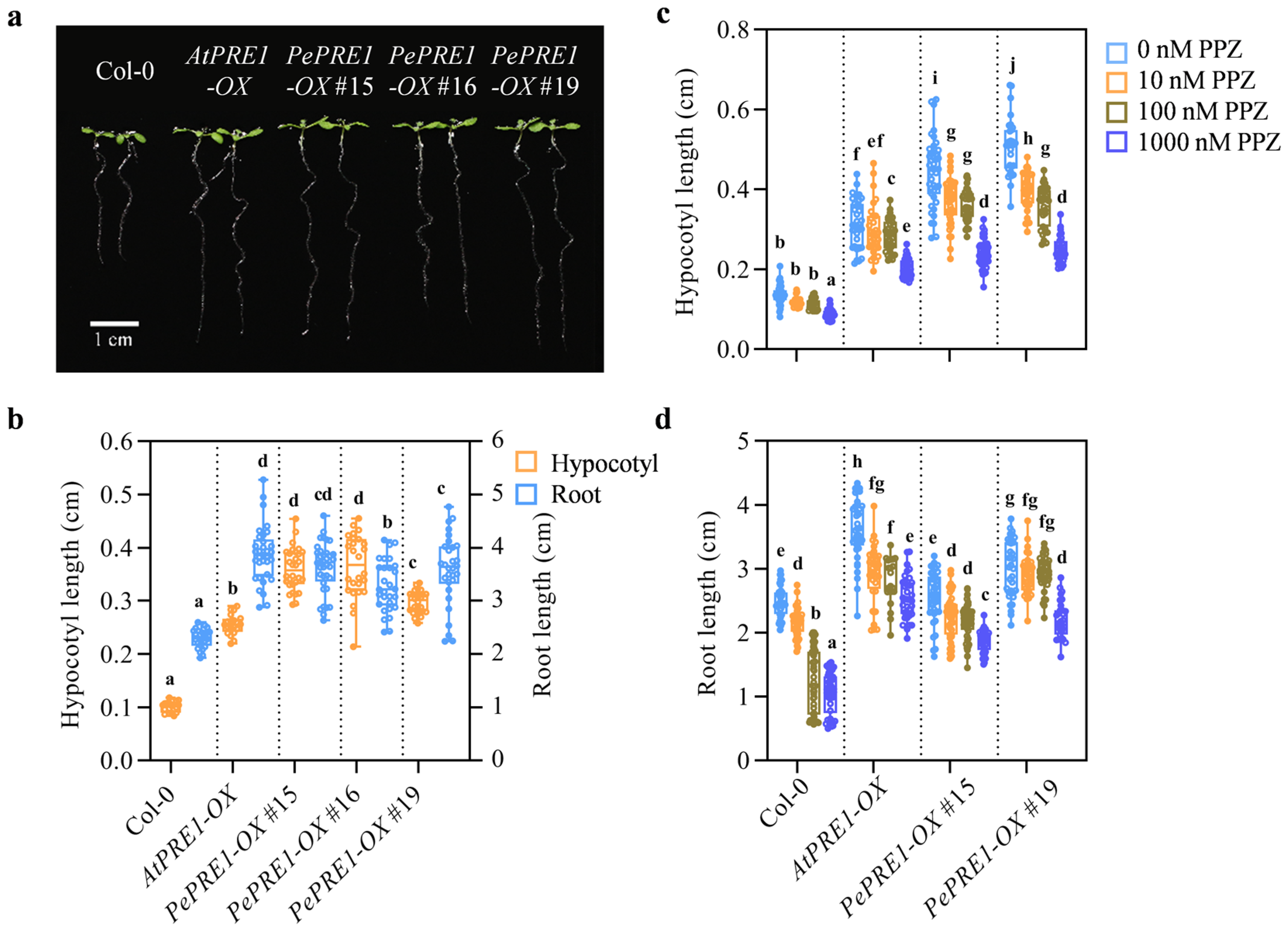 Ijms 24 06886 g006 Ijms 24 06886 g006
