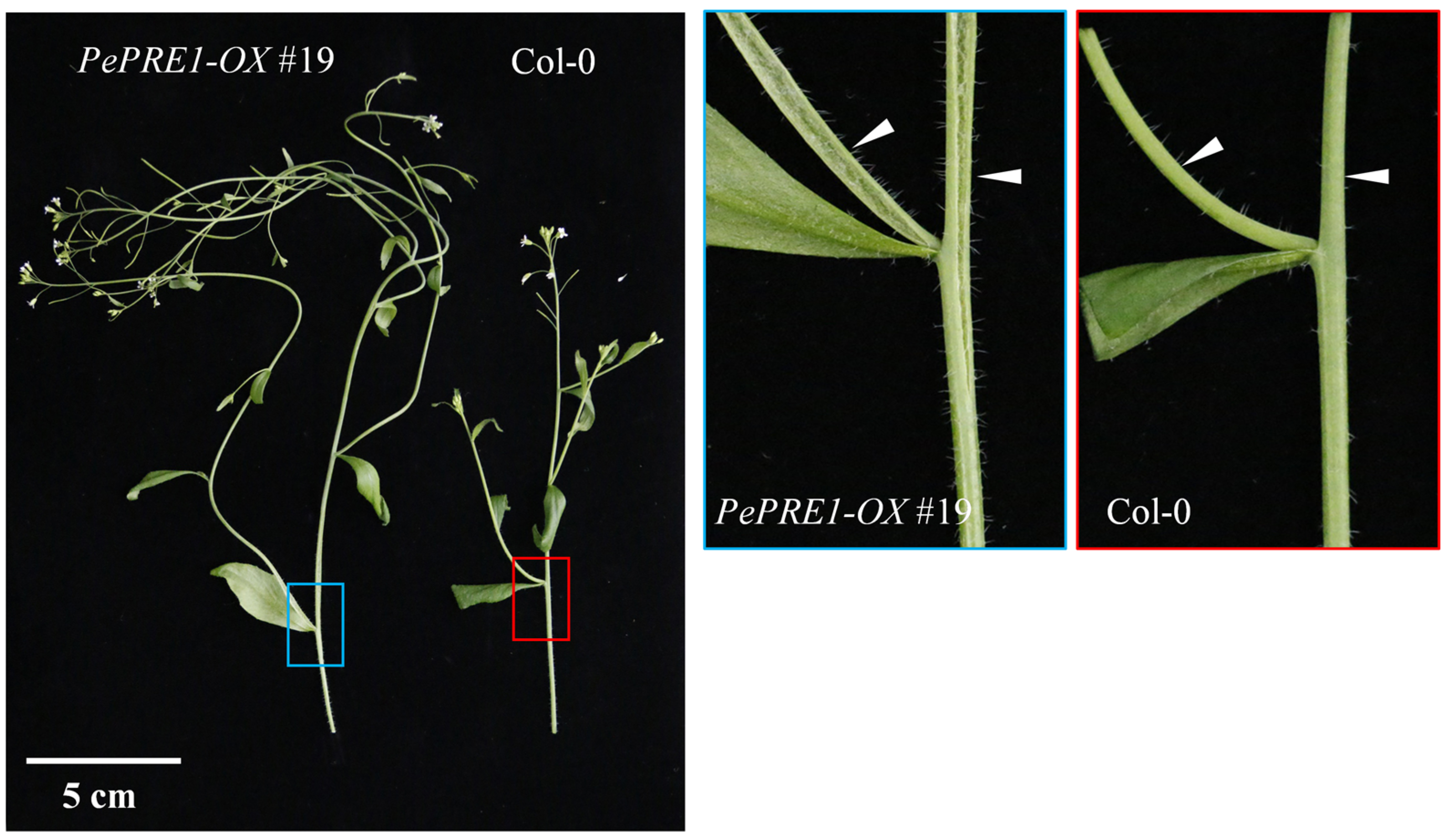 Ijms 24 06886 g0a2 Ijms 24 06886 g0a2