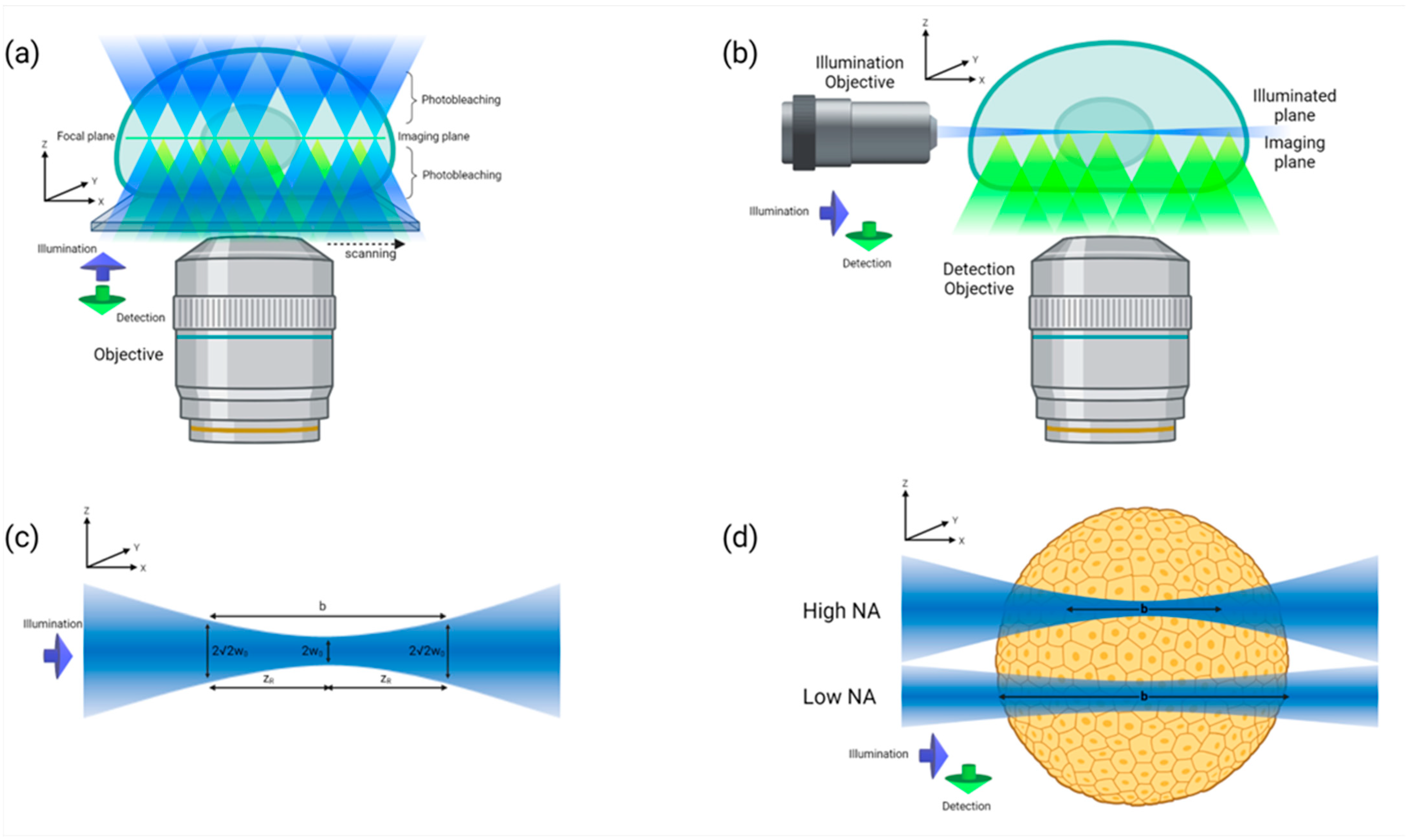 Ijms 24 06949 g005 Ijms 24 06949 g005