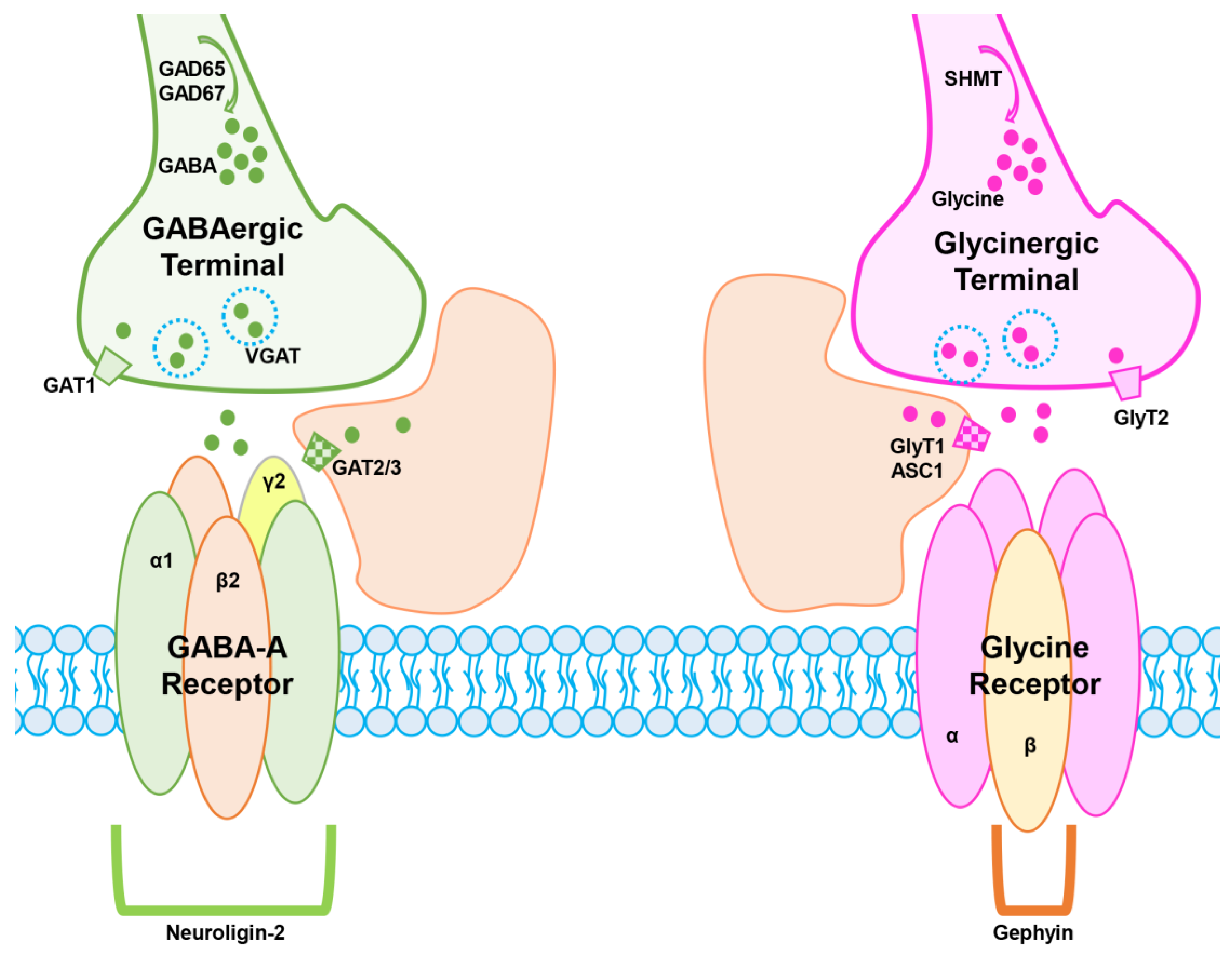 IJMS | Free Full-Text | Inhibitory Synaptic Influences on