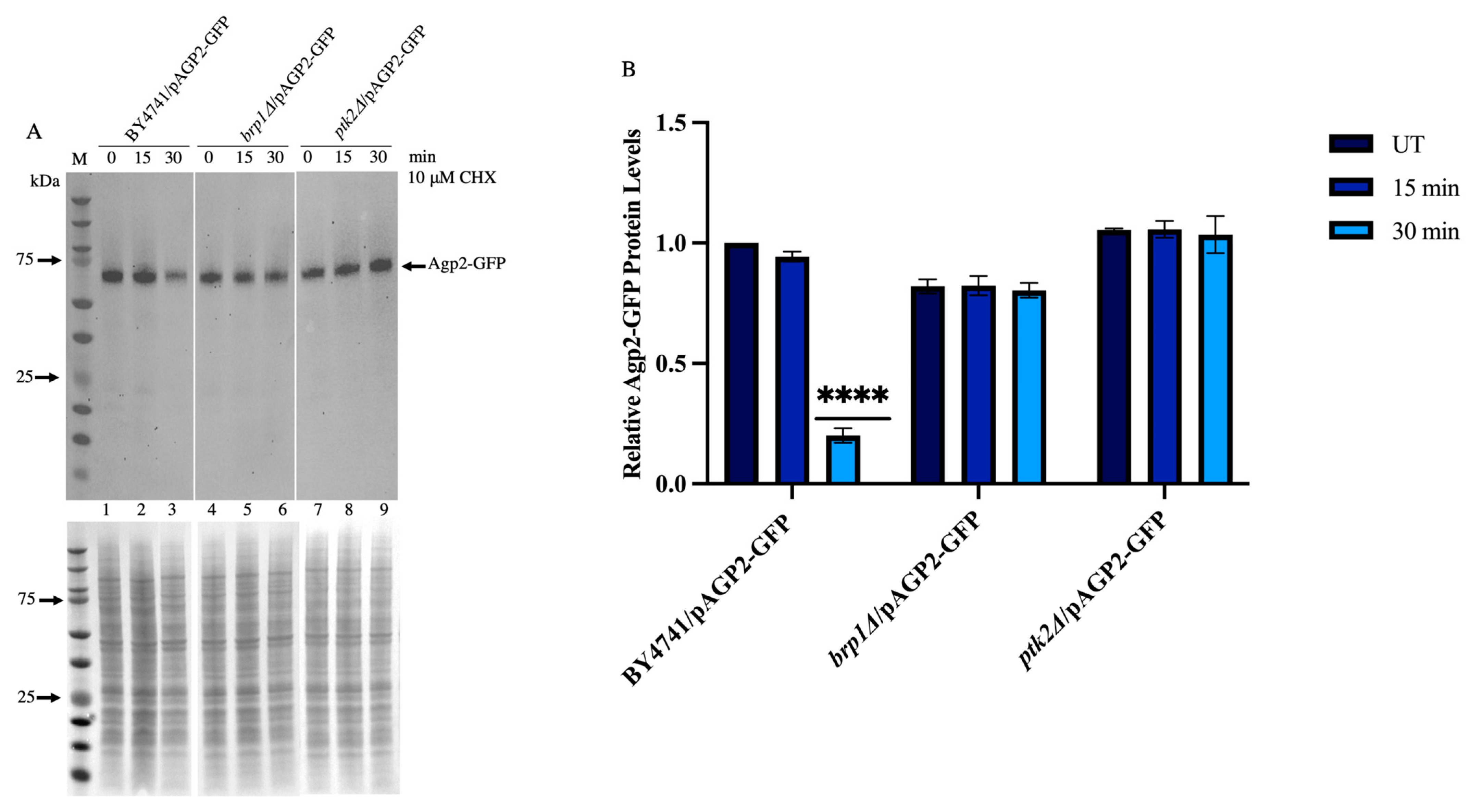 Ijms 24 06975 g006 Ijms 24 06975 g006