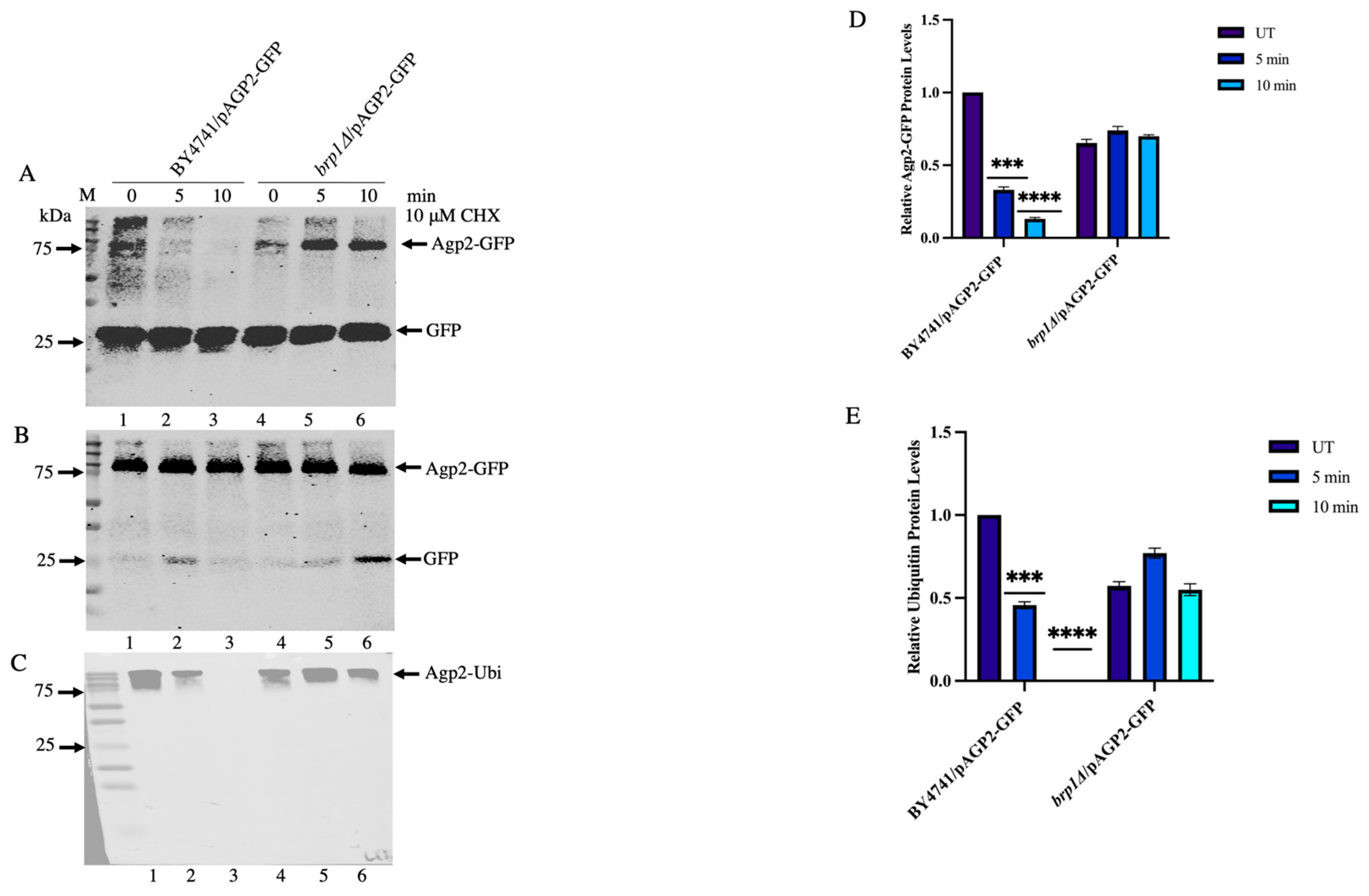 Ijms 24 06975 g008 Ijms 24 06975 g008