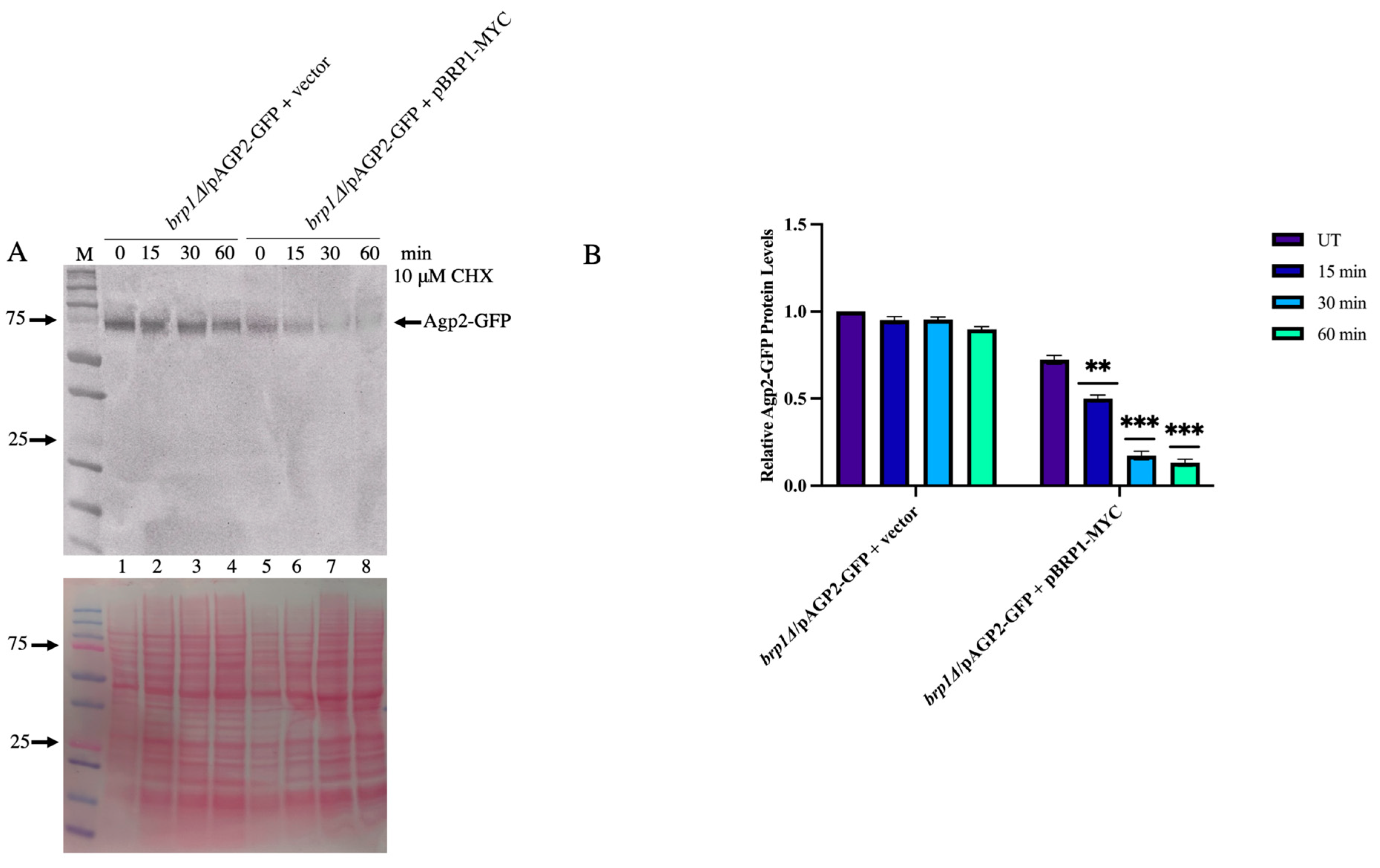 Ijms 24 06975 g009 Ijms 24 06975 g009